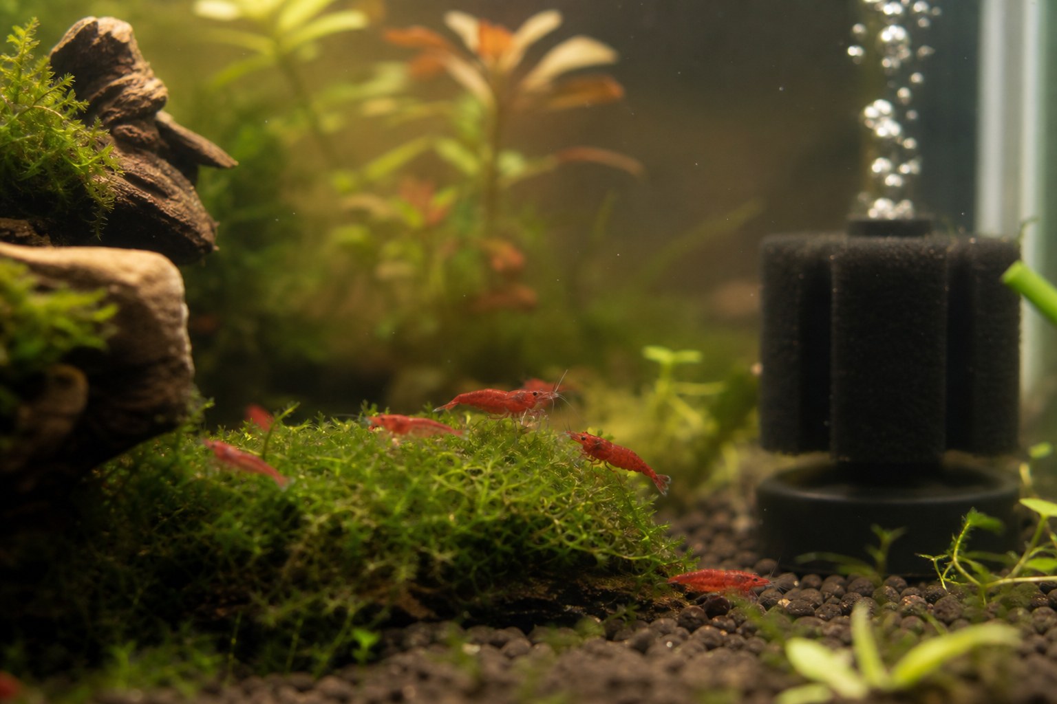 Budget planted shrimp tank with sponge filter and cherry shrimp