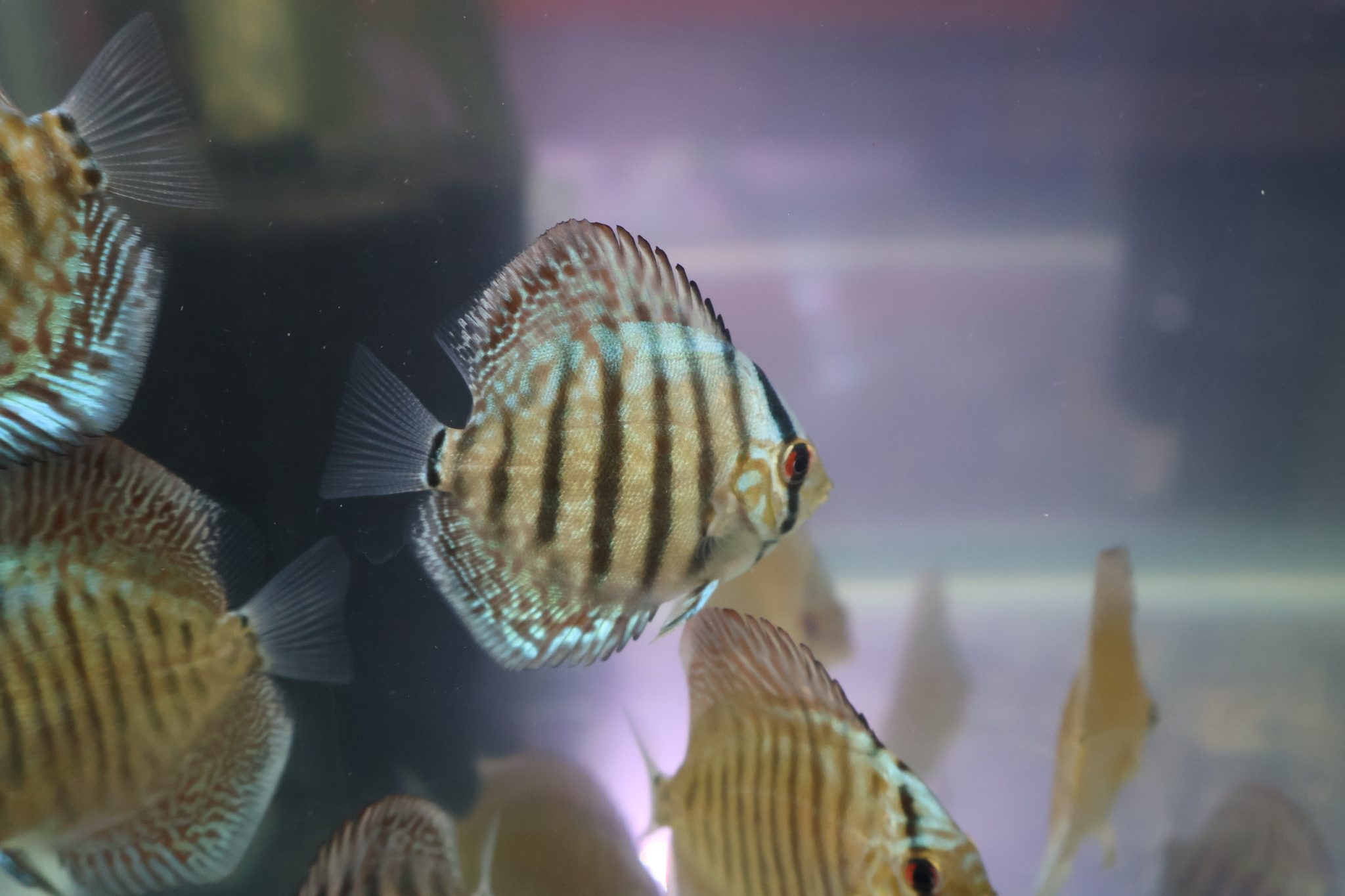 Cobalt Blue Discus