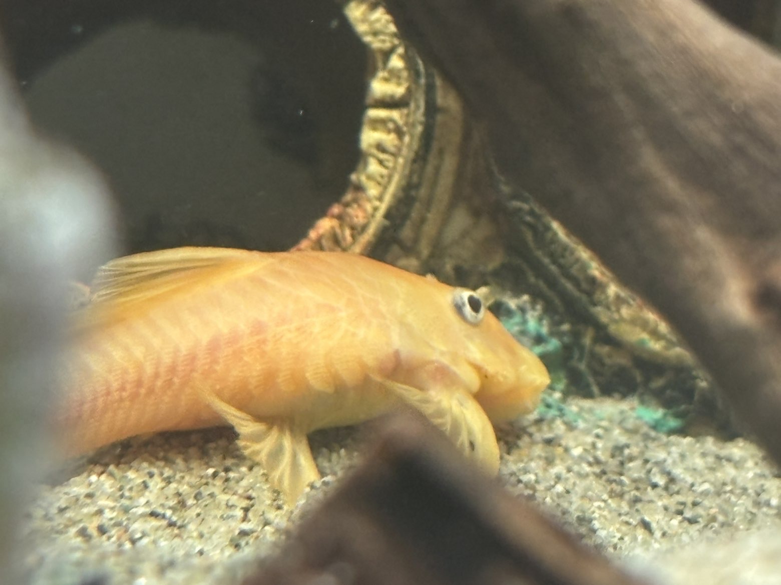 Bristlenose Pleco