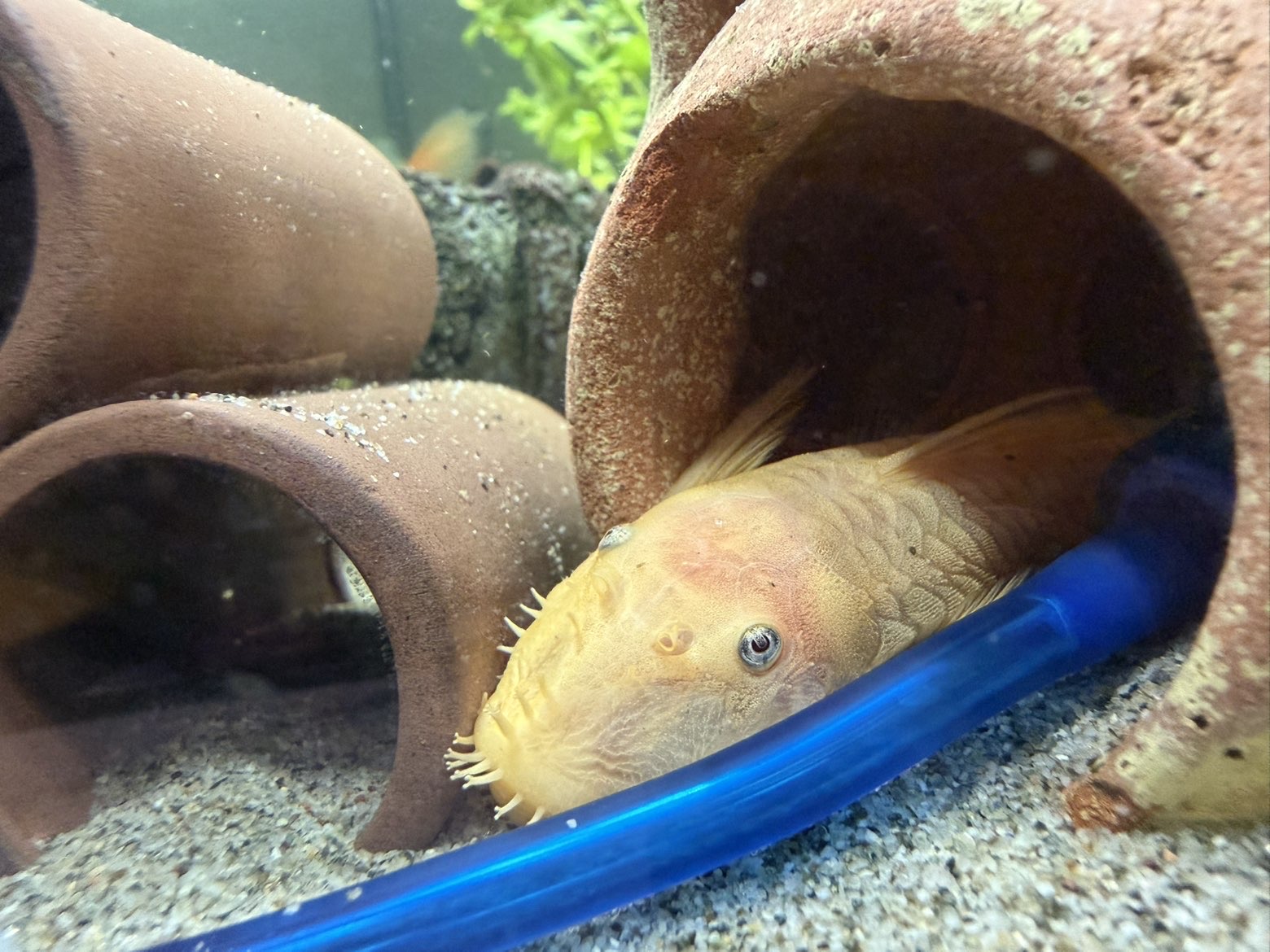 Bristlenose Pleco