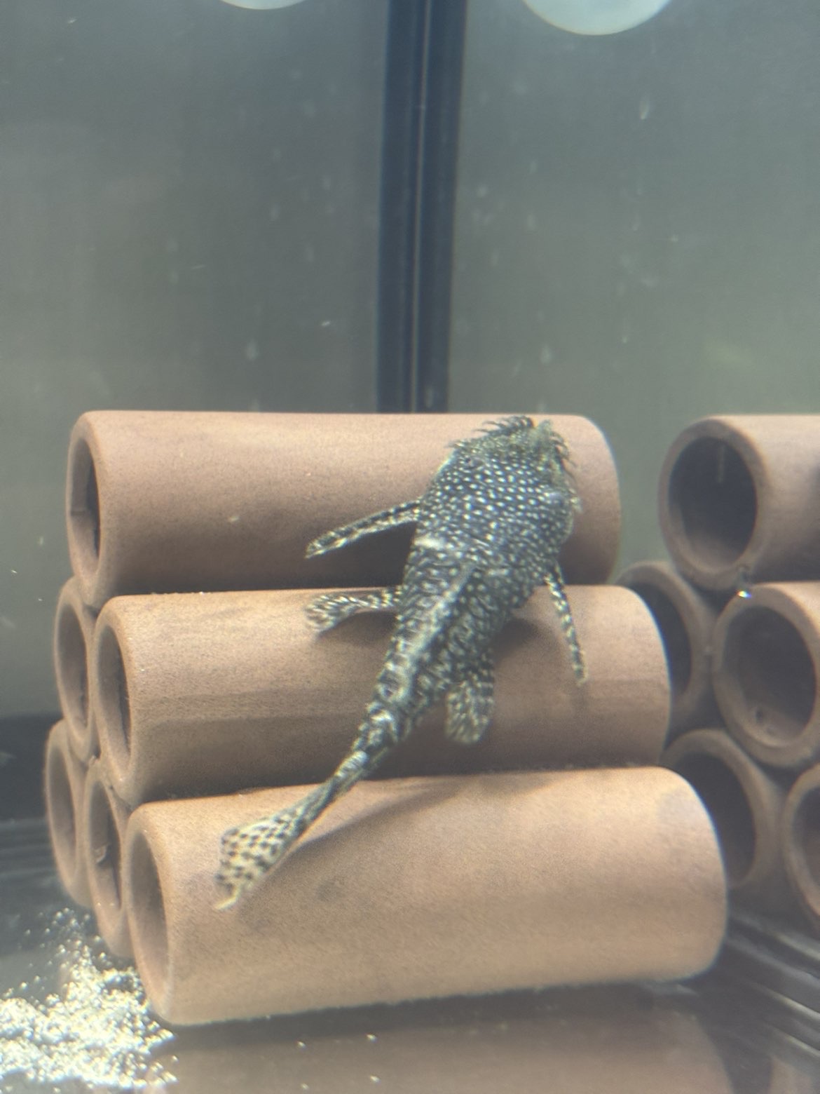 Bristlenose Pleco