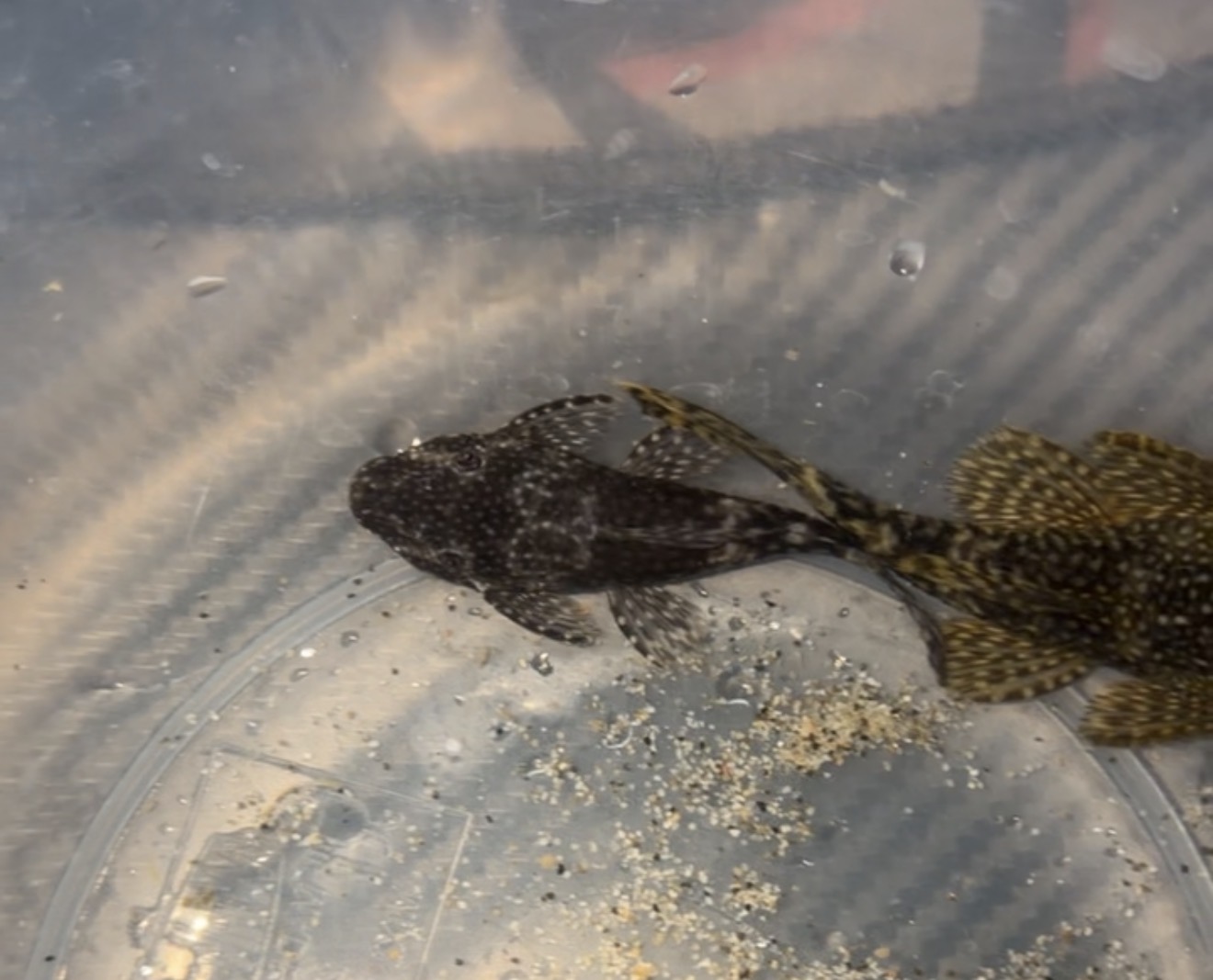 Bristlenose Pleco