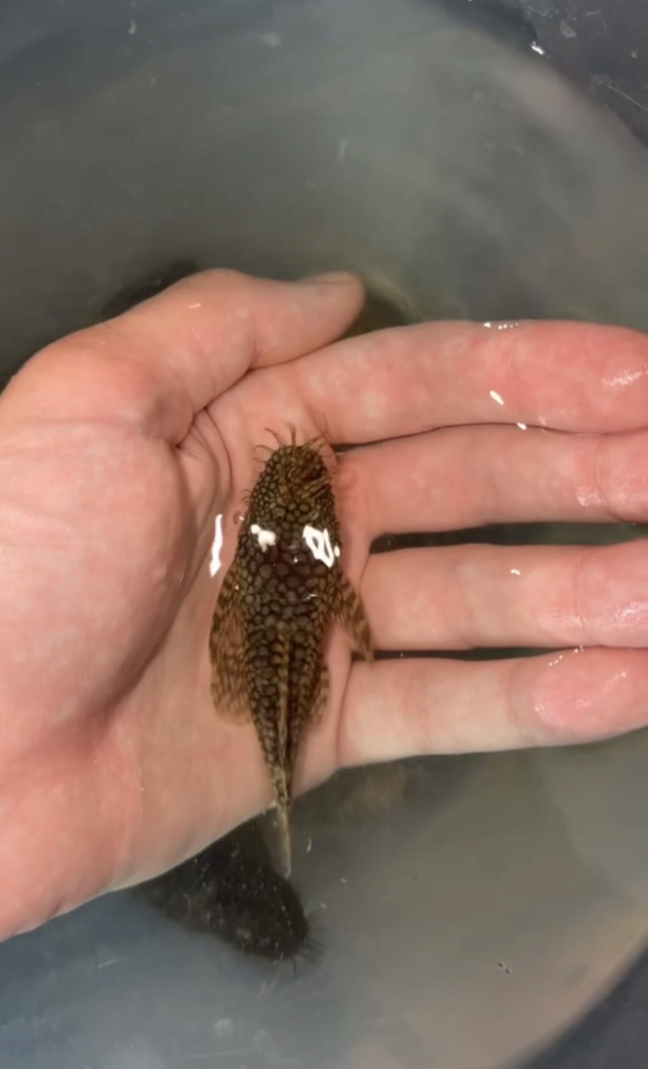 Bristlenose Pleco