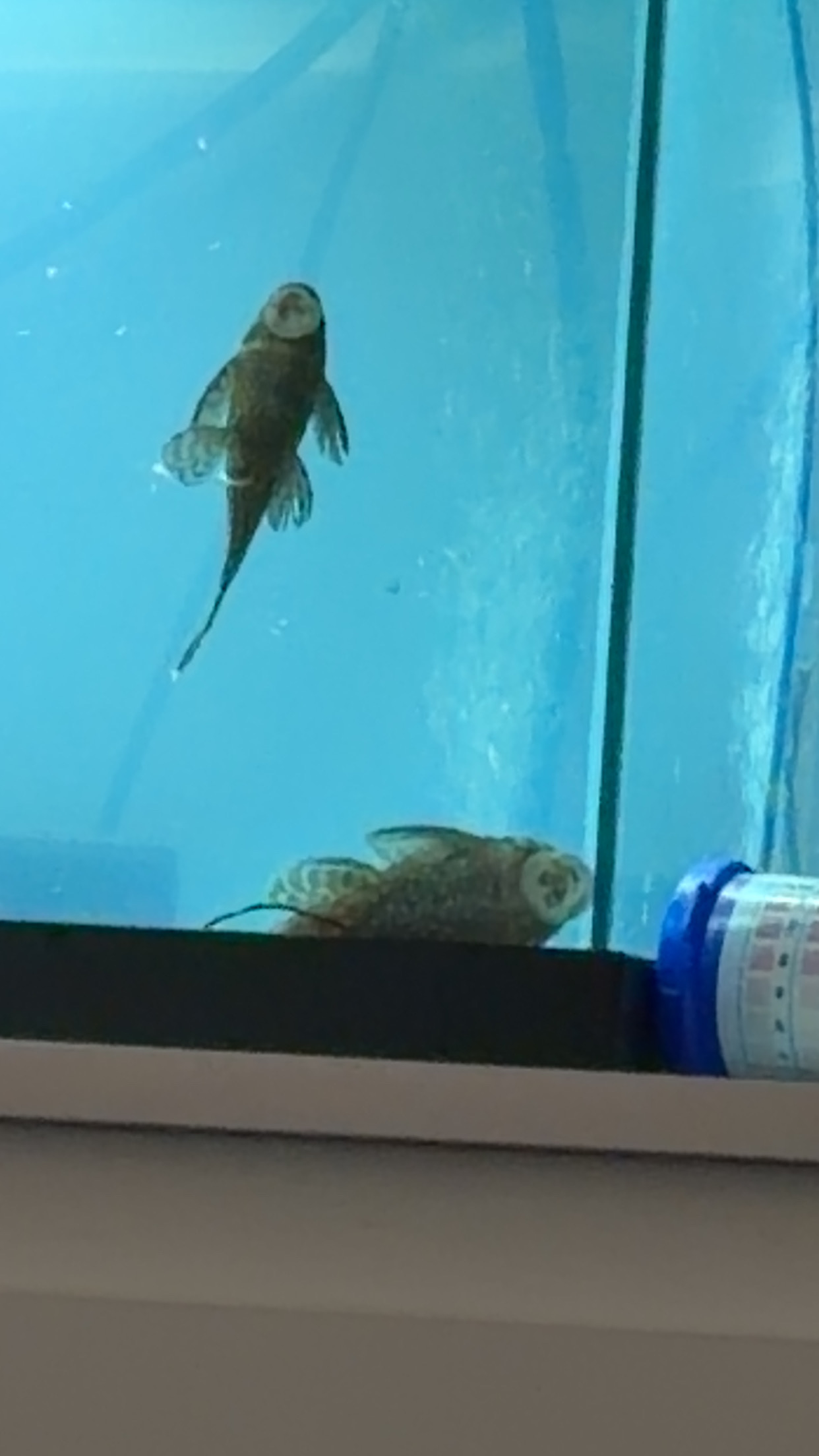 Bristlenose Pleco