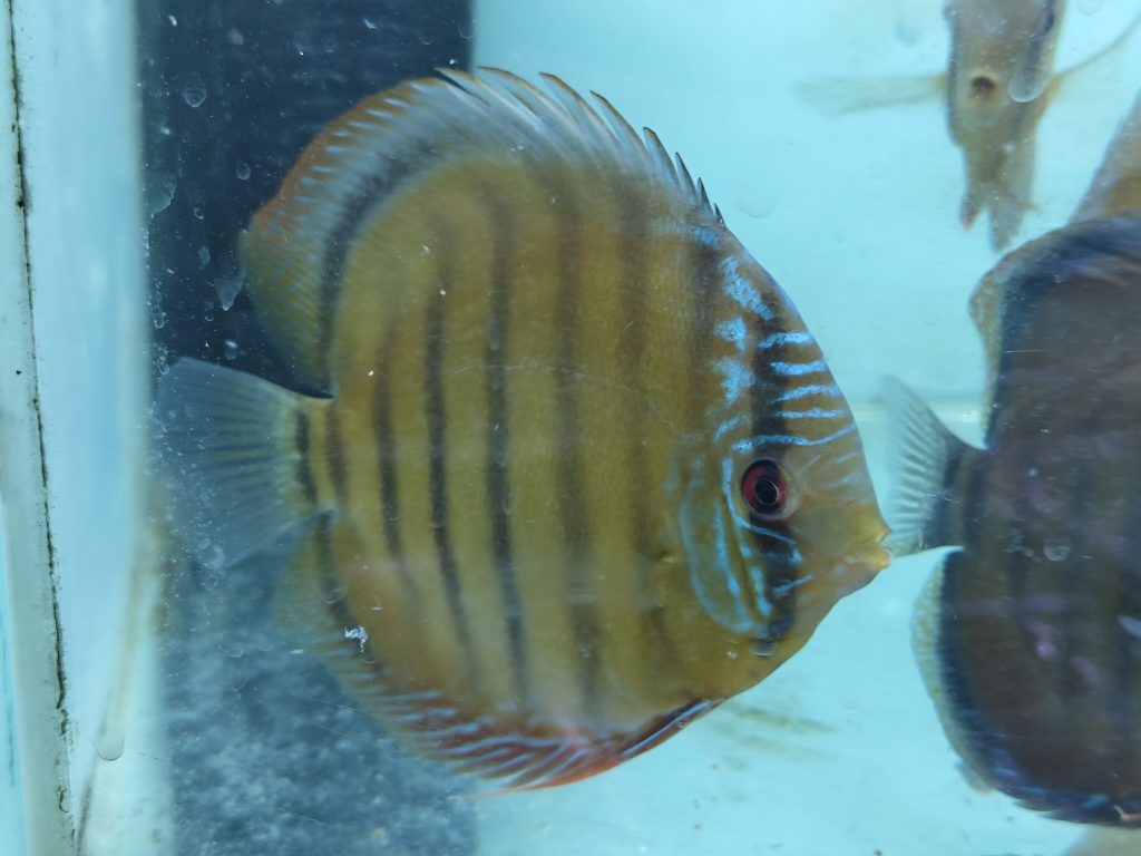 Cameta Discus