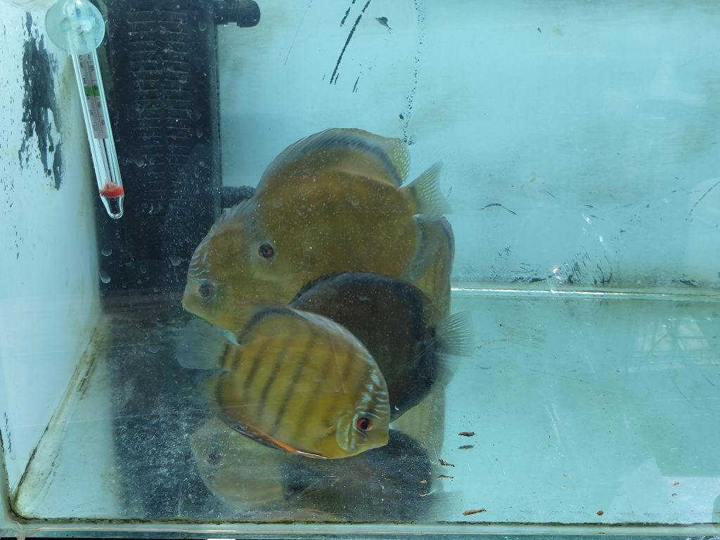 Cameta Discus