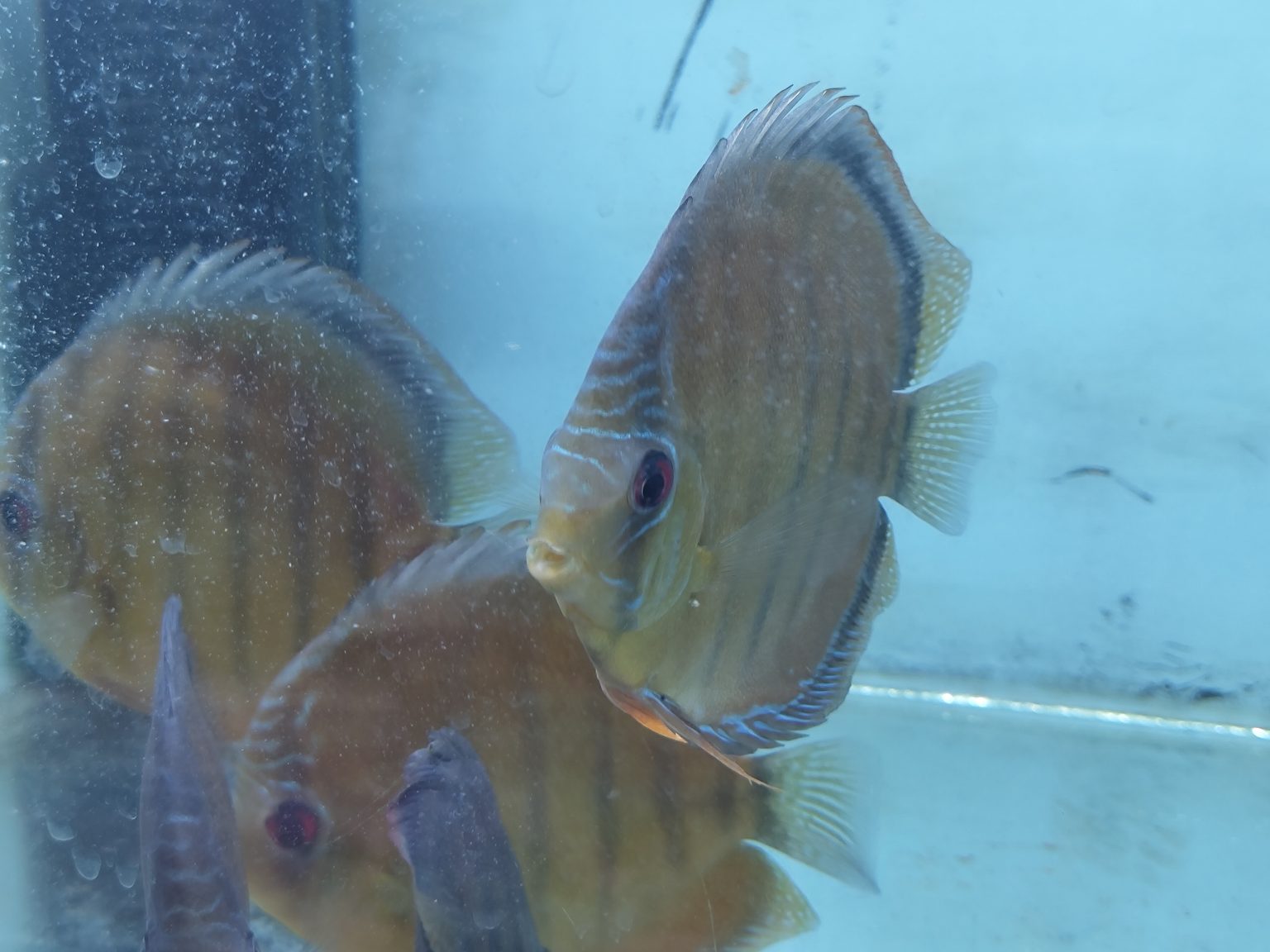Cameta Discus