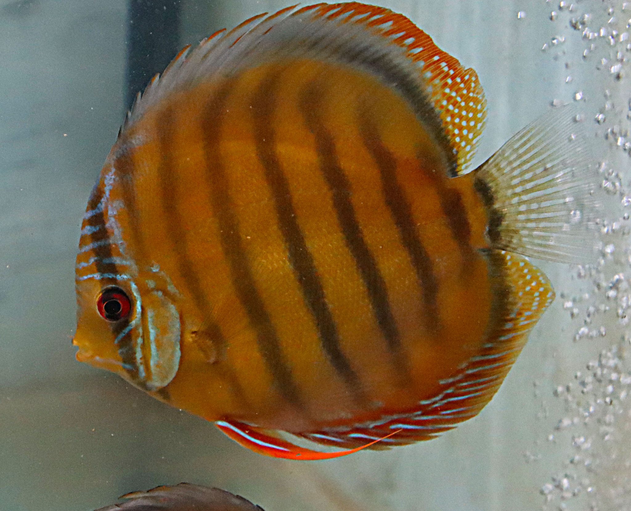 Cameta Discus