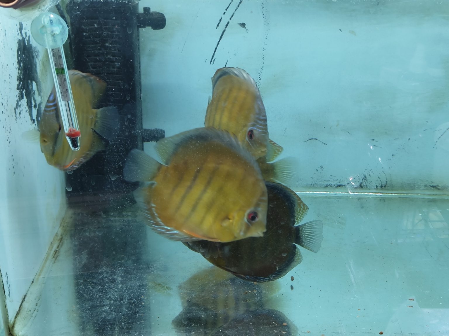 Cameta Discus