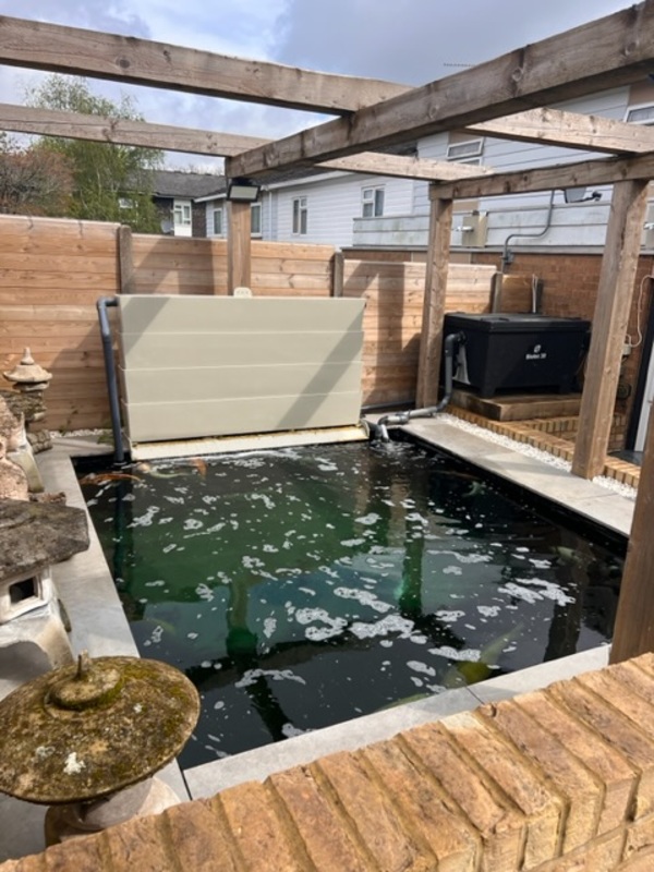 Free koi carp rescue and advice for free