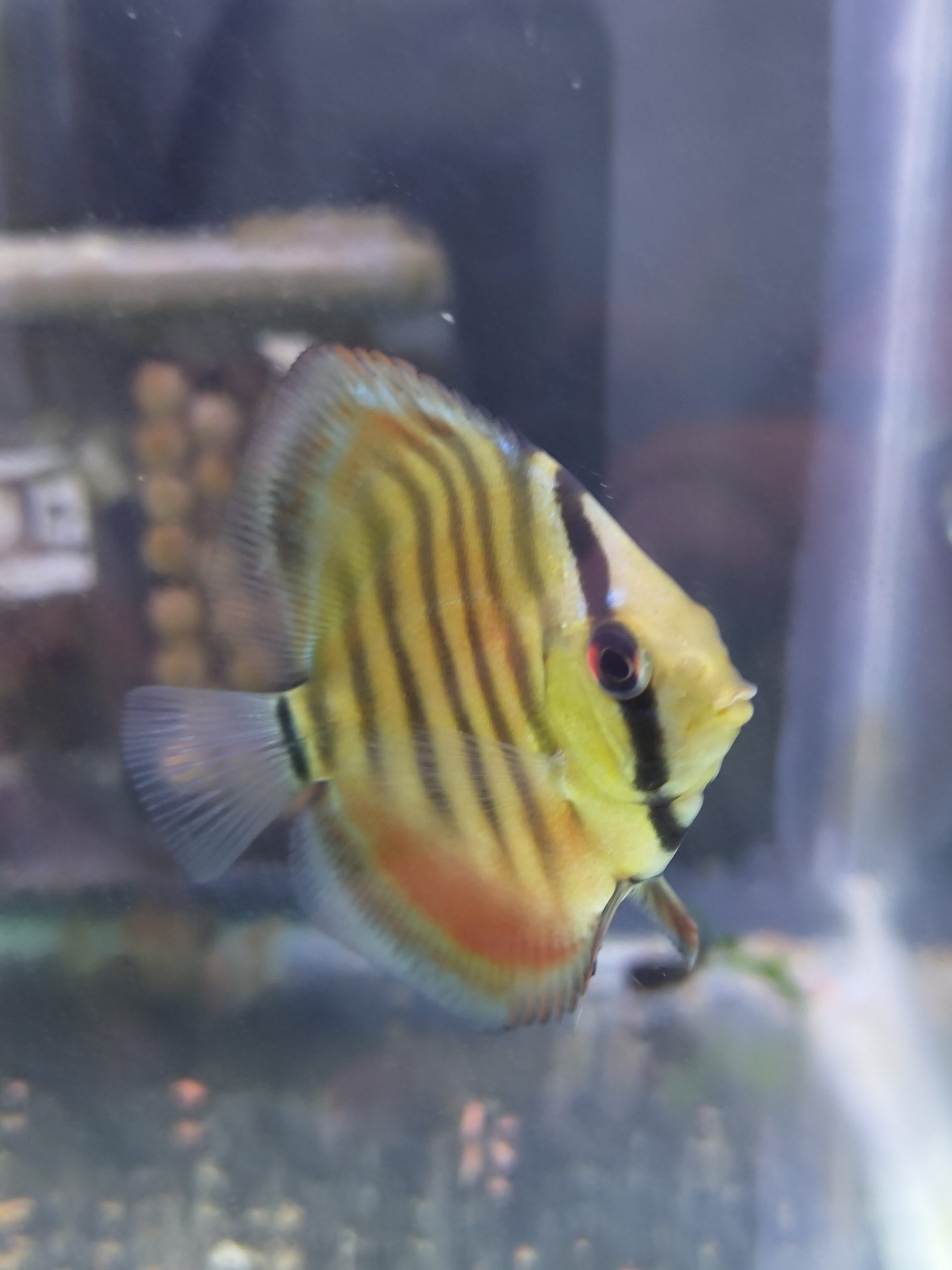ICA Red Heckel Discus