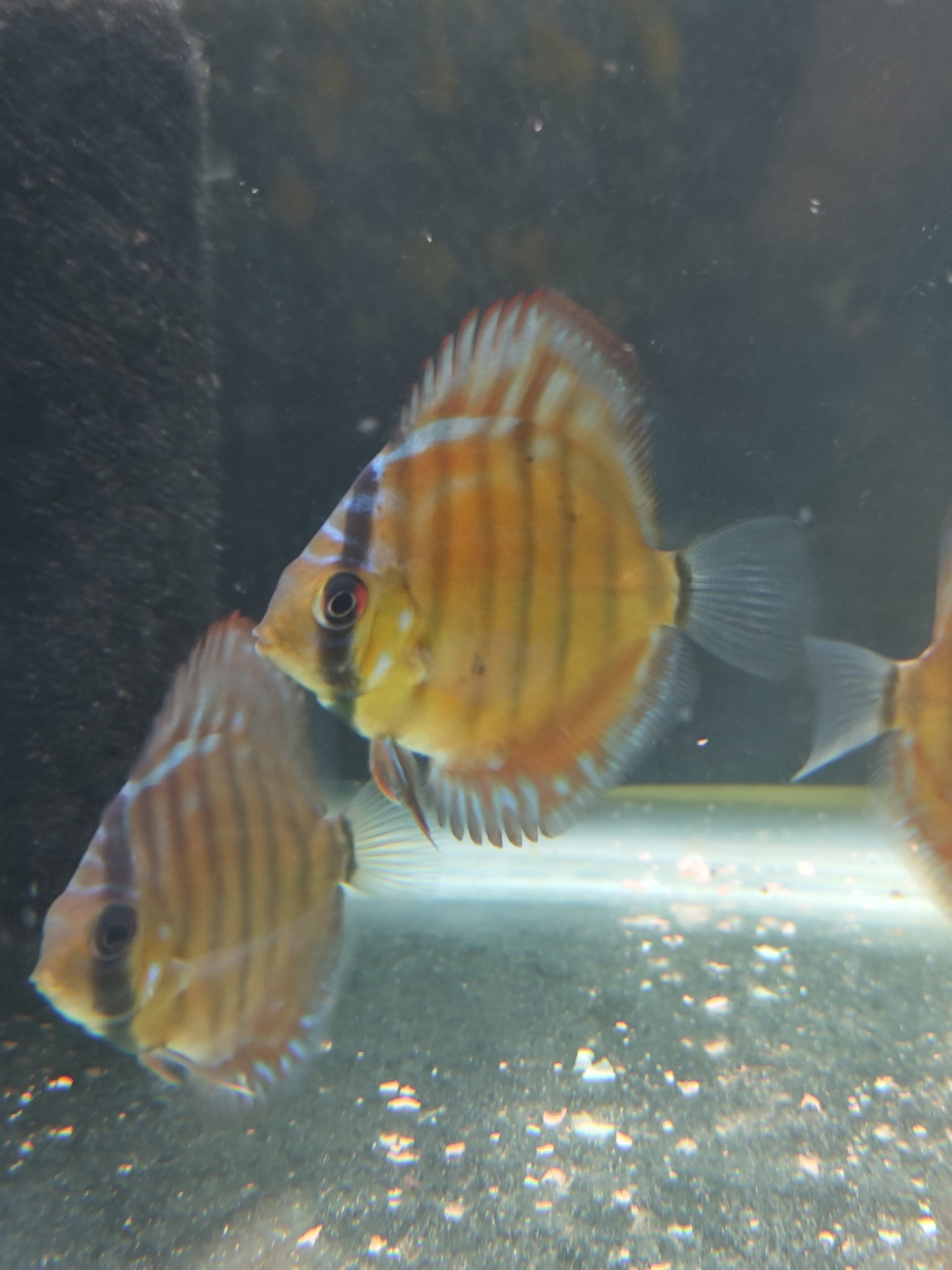 Curipera Heckel Cross Discus