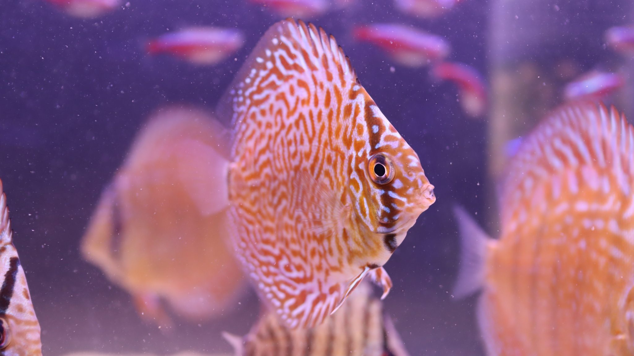 Leopard Discus