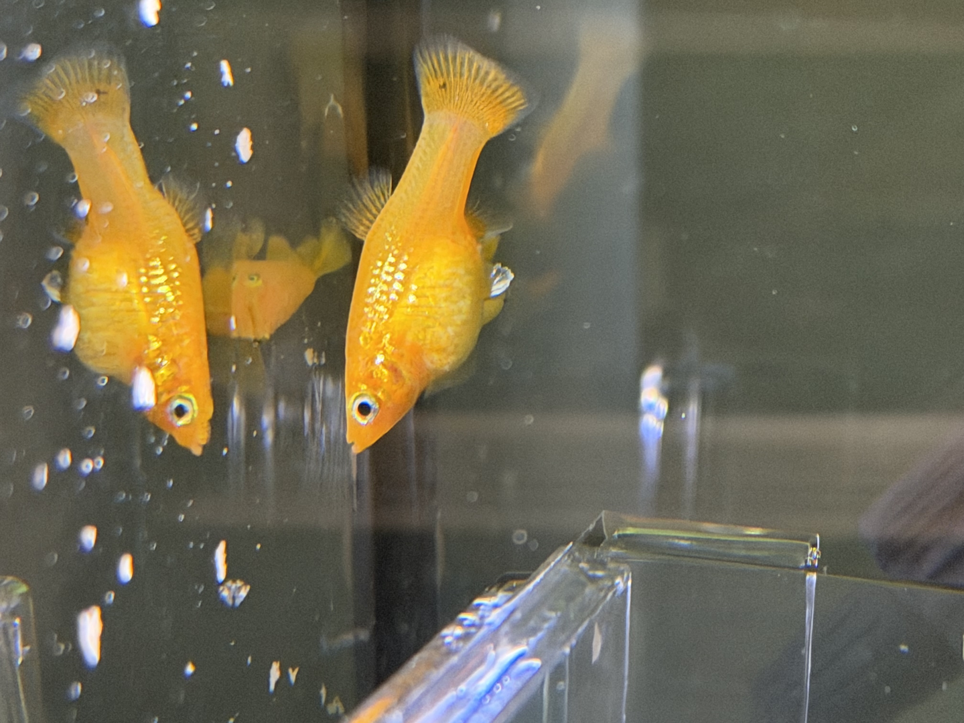 Male Molly