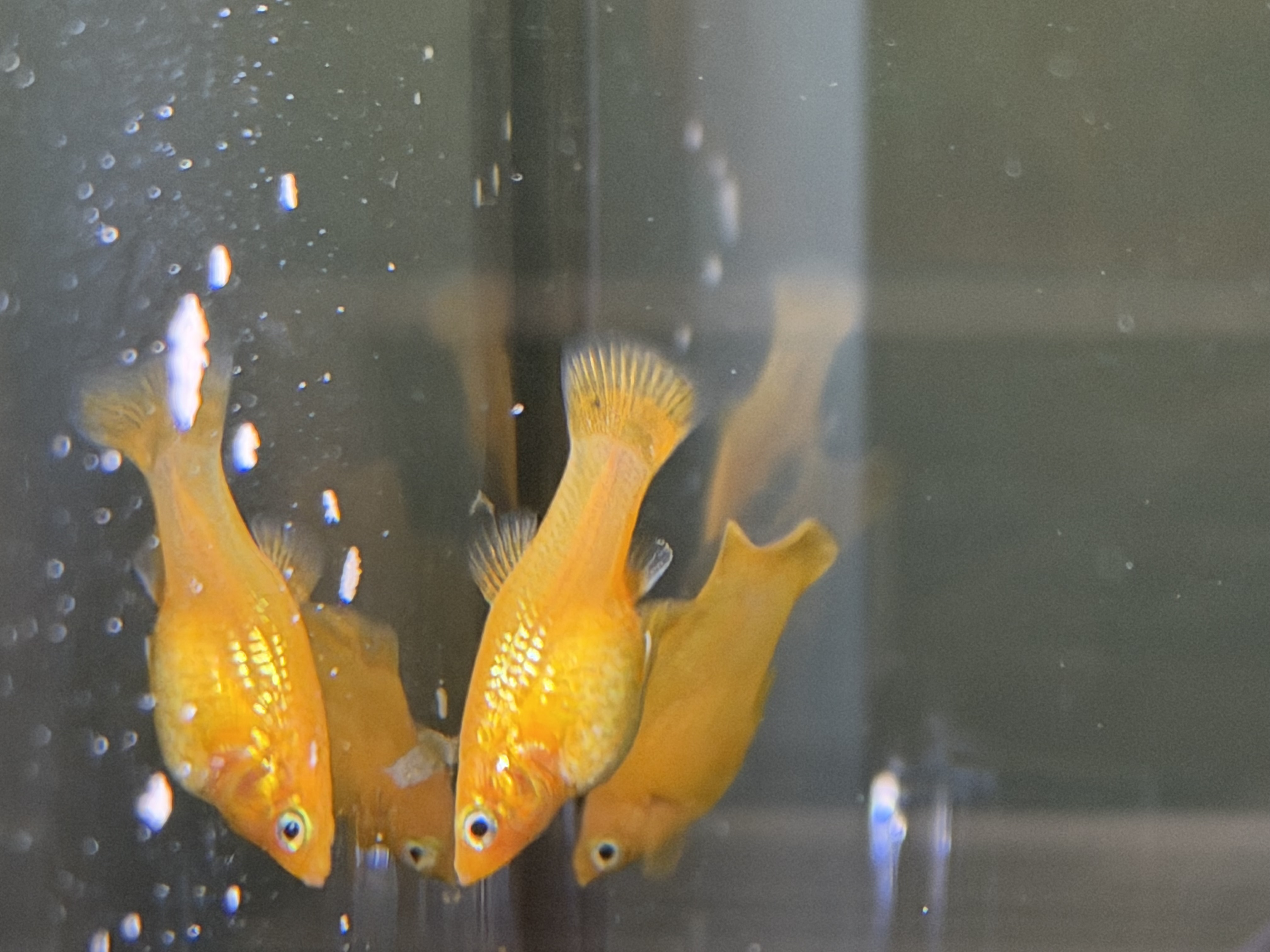Male Molly