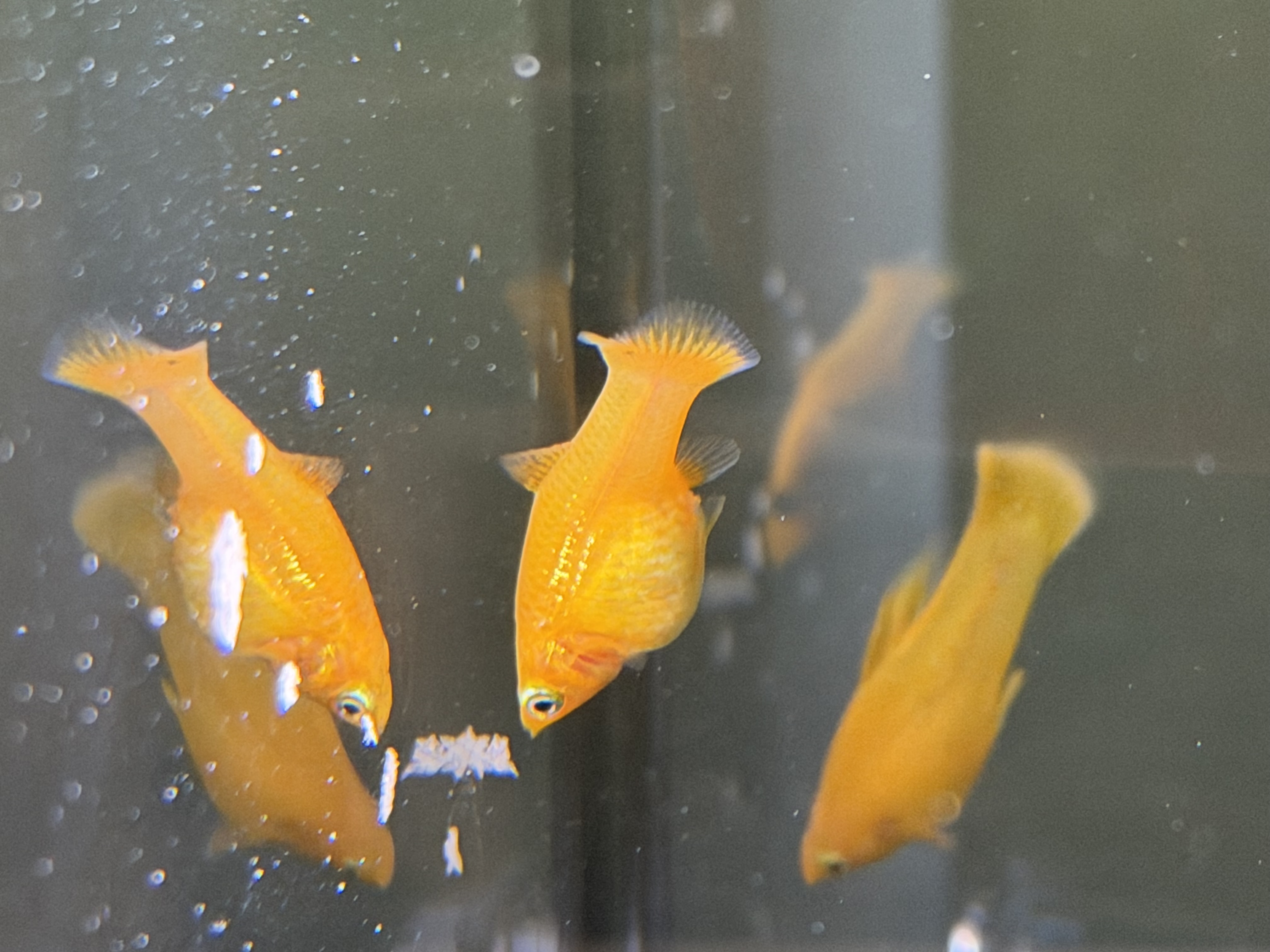 Male Molly