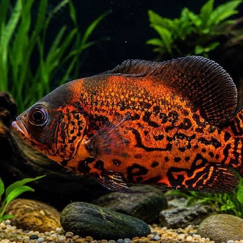 Black Tiger Nemo Oscars