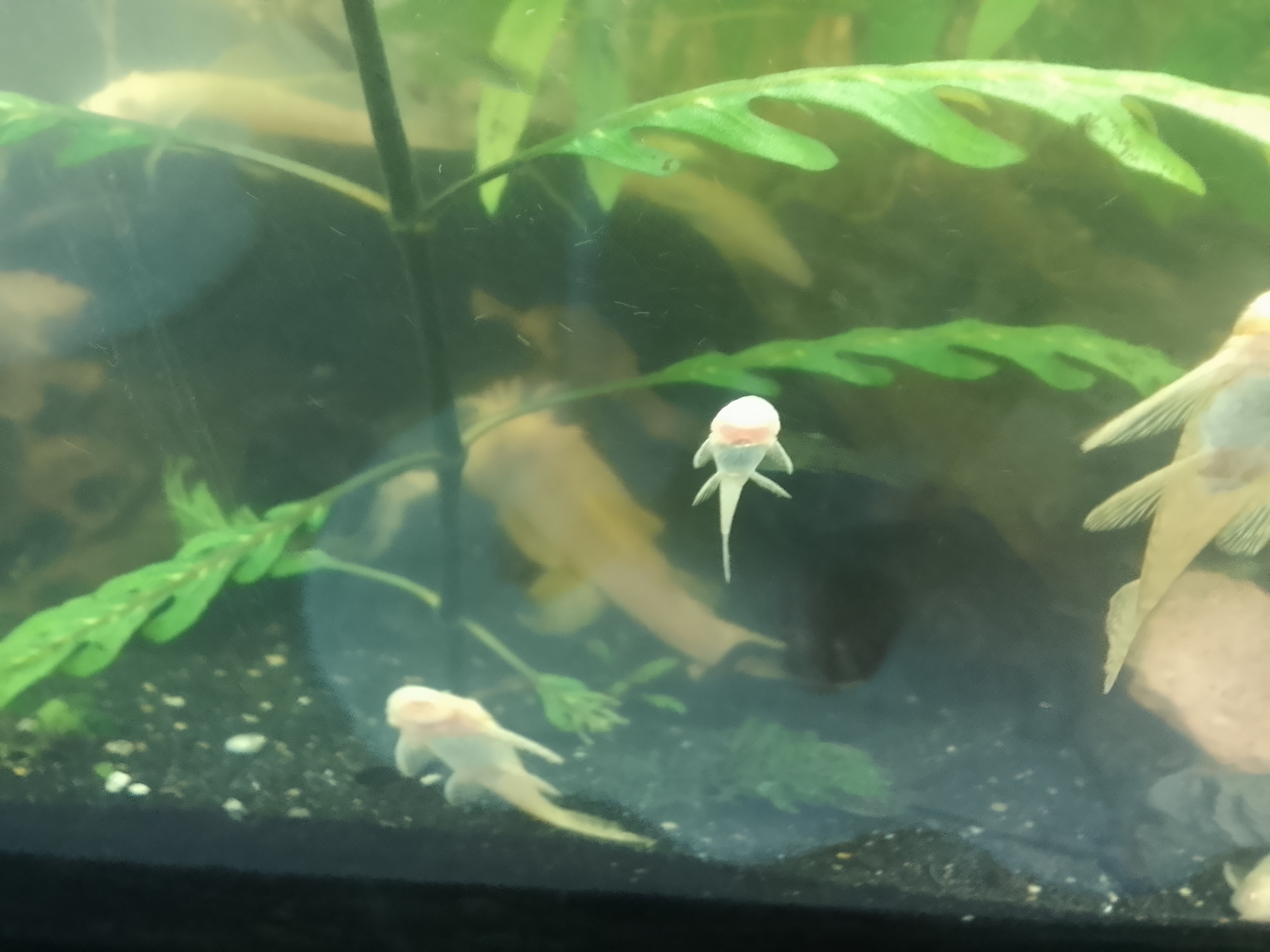 Pleco