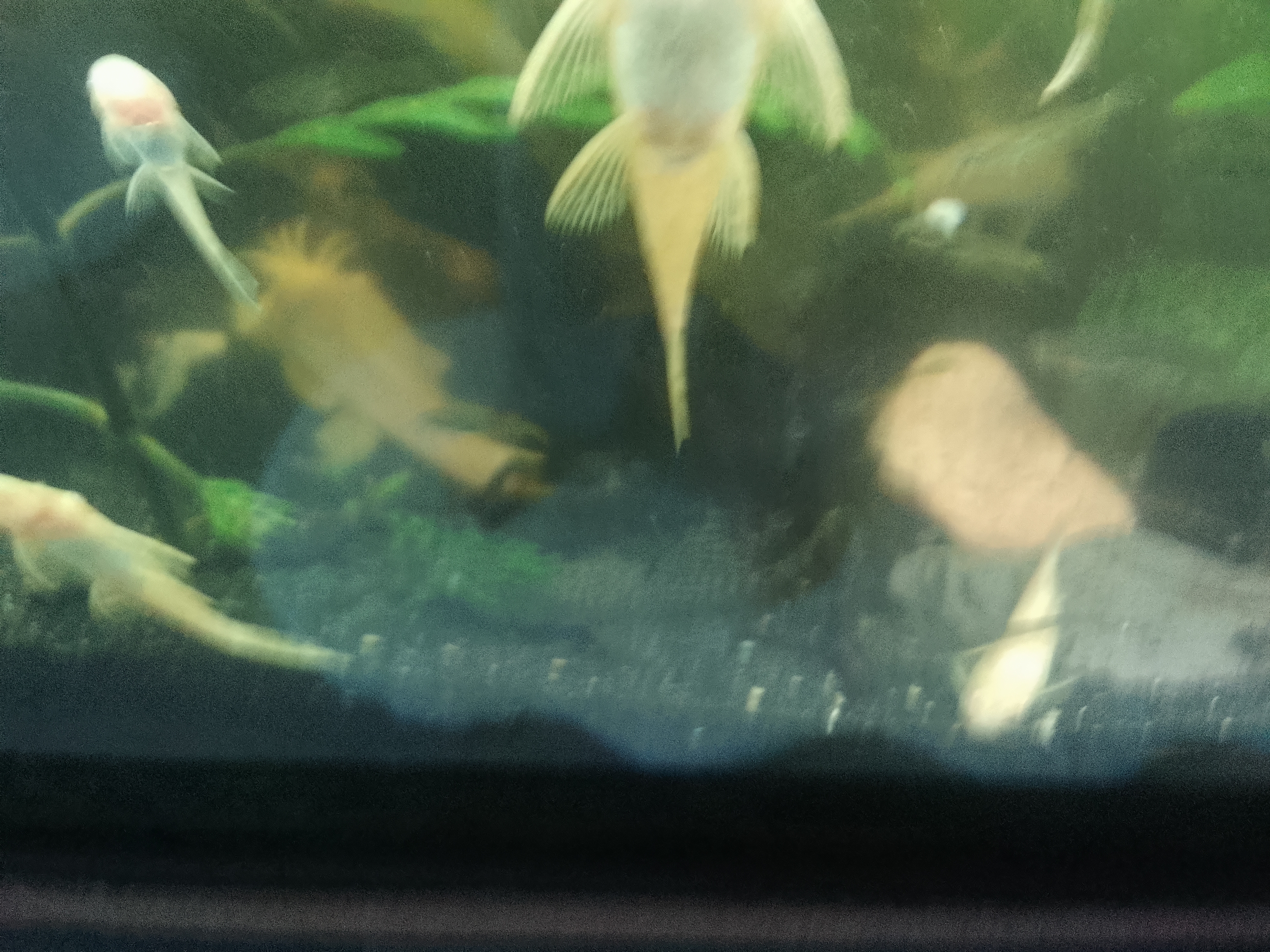 Pleco