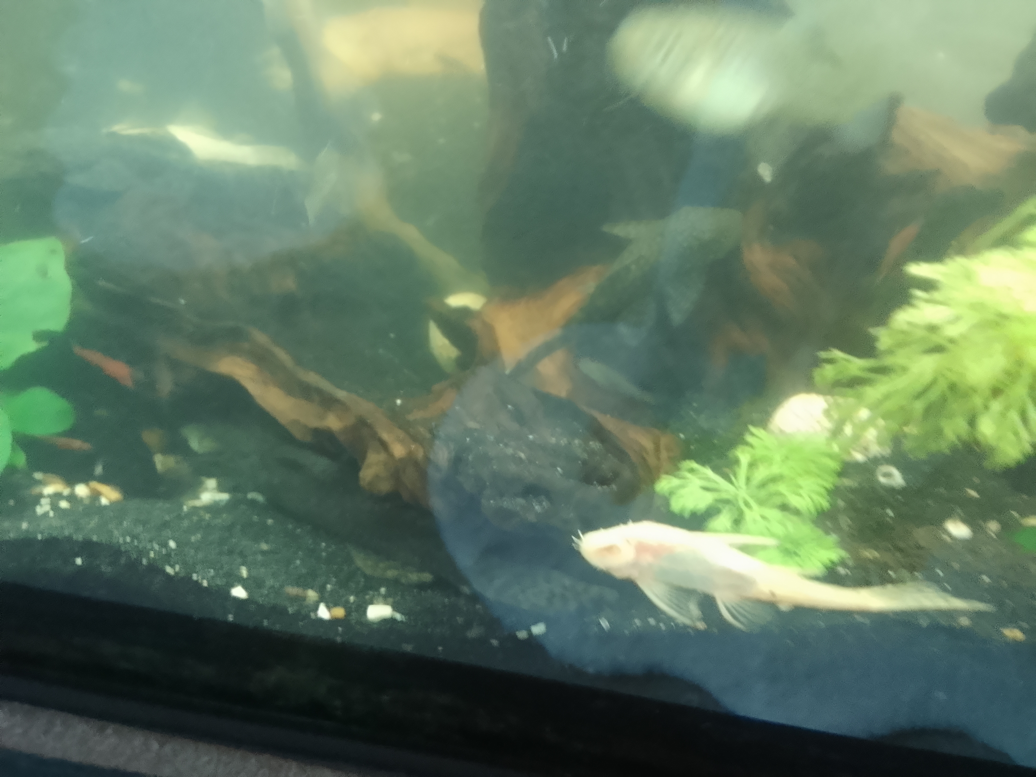 Pleco
