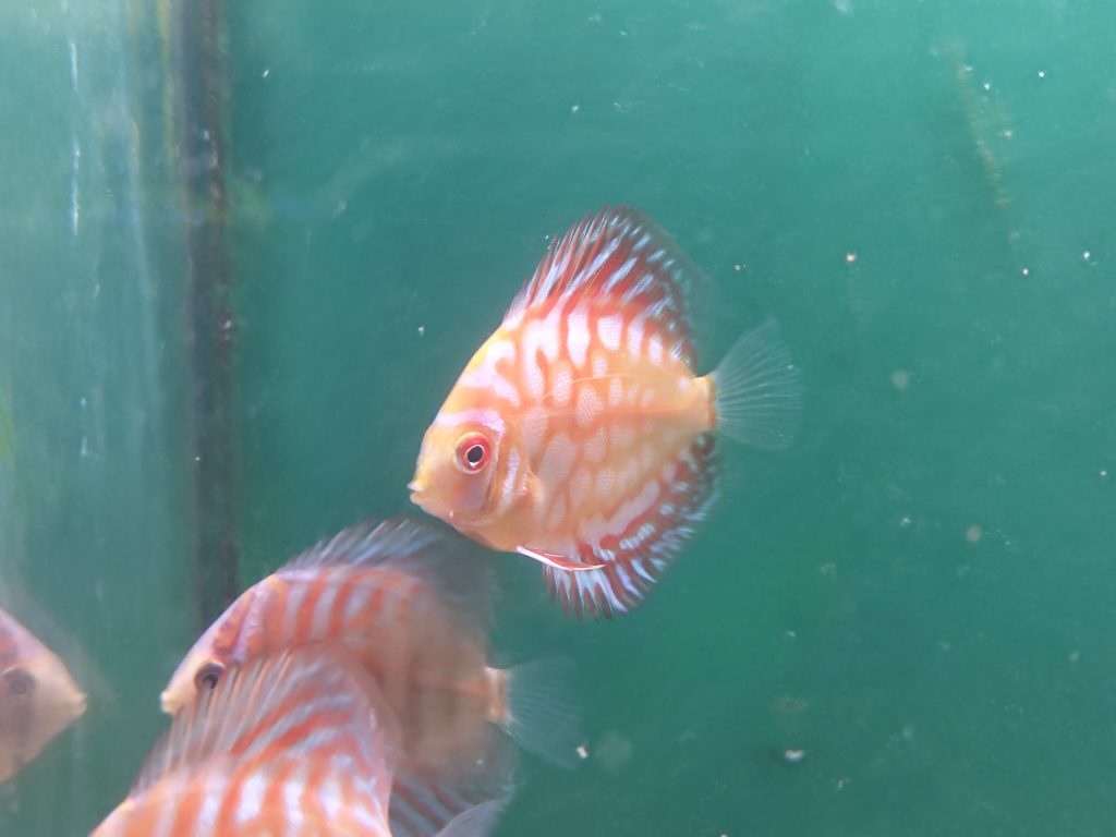 White Tiger Discus