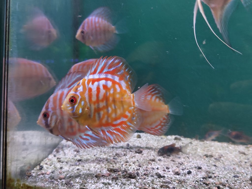 White Tiger Discus