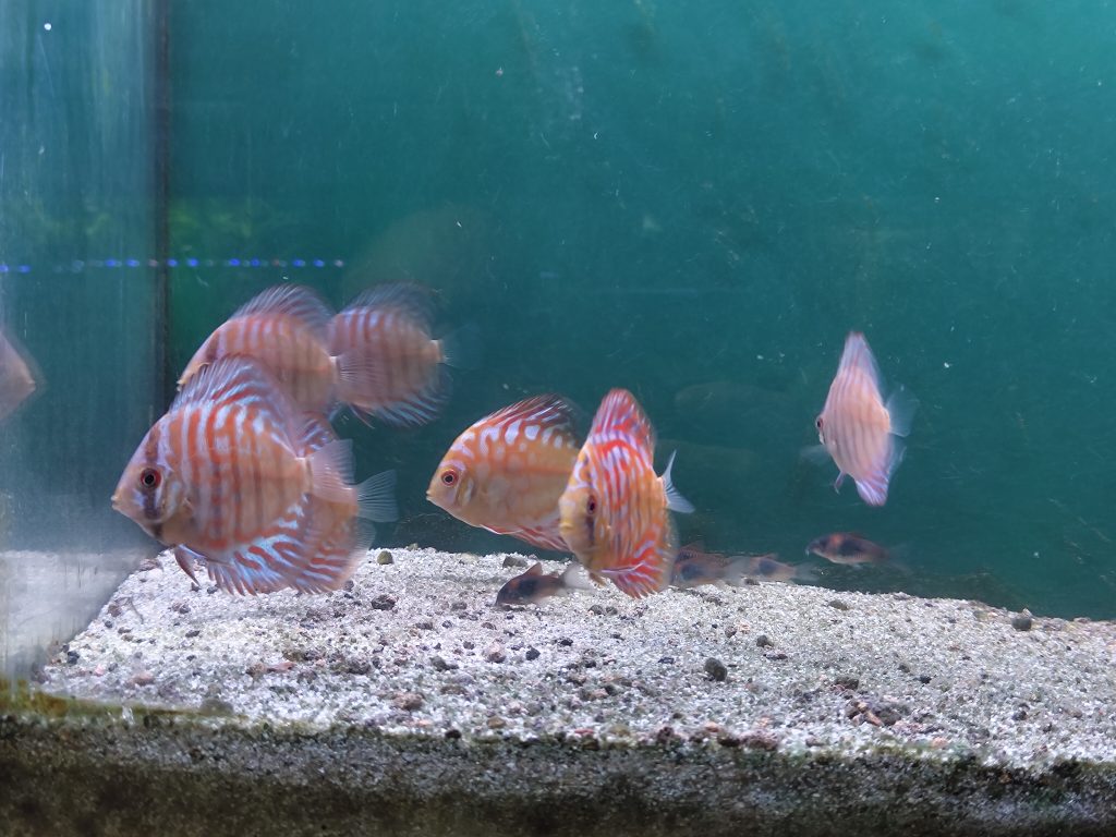 White Tiger Discus