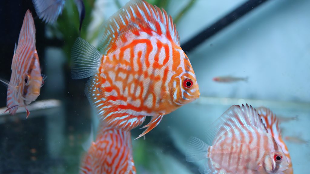 White Tiger Discus