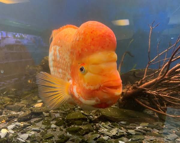 Yellow santa parrot