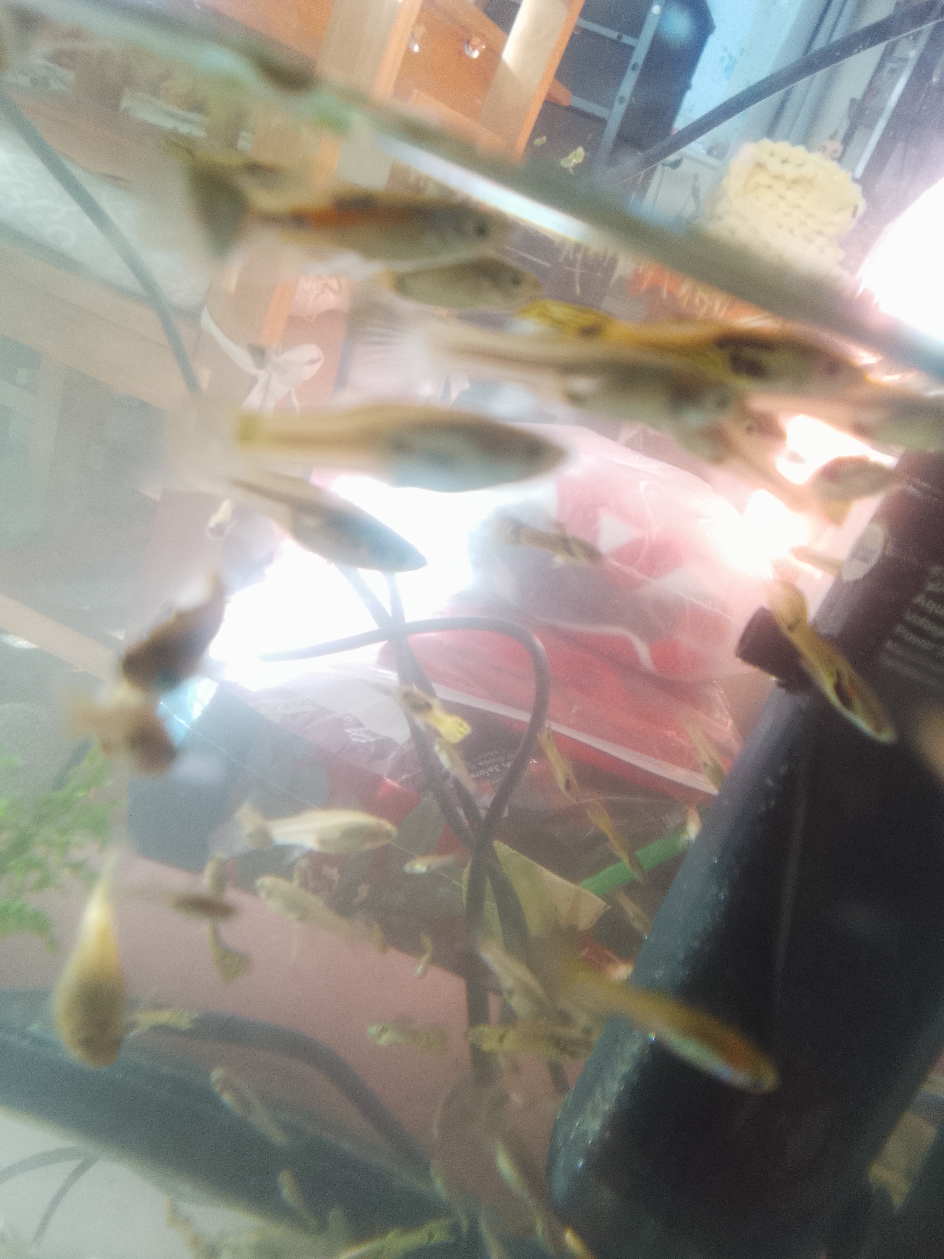 Fish for sale