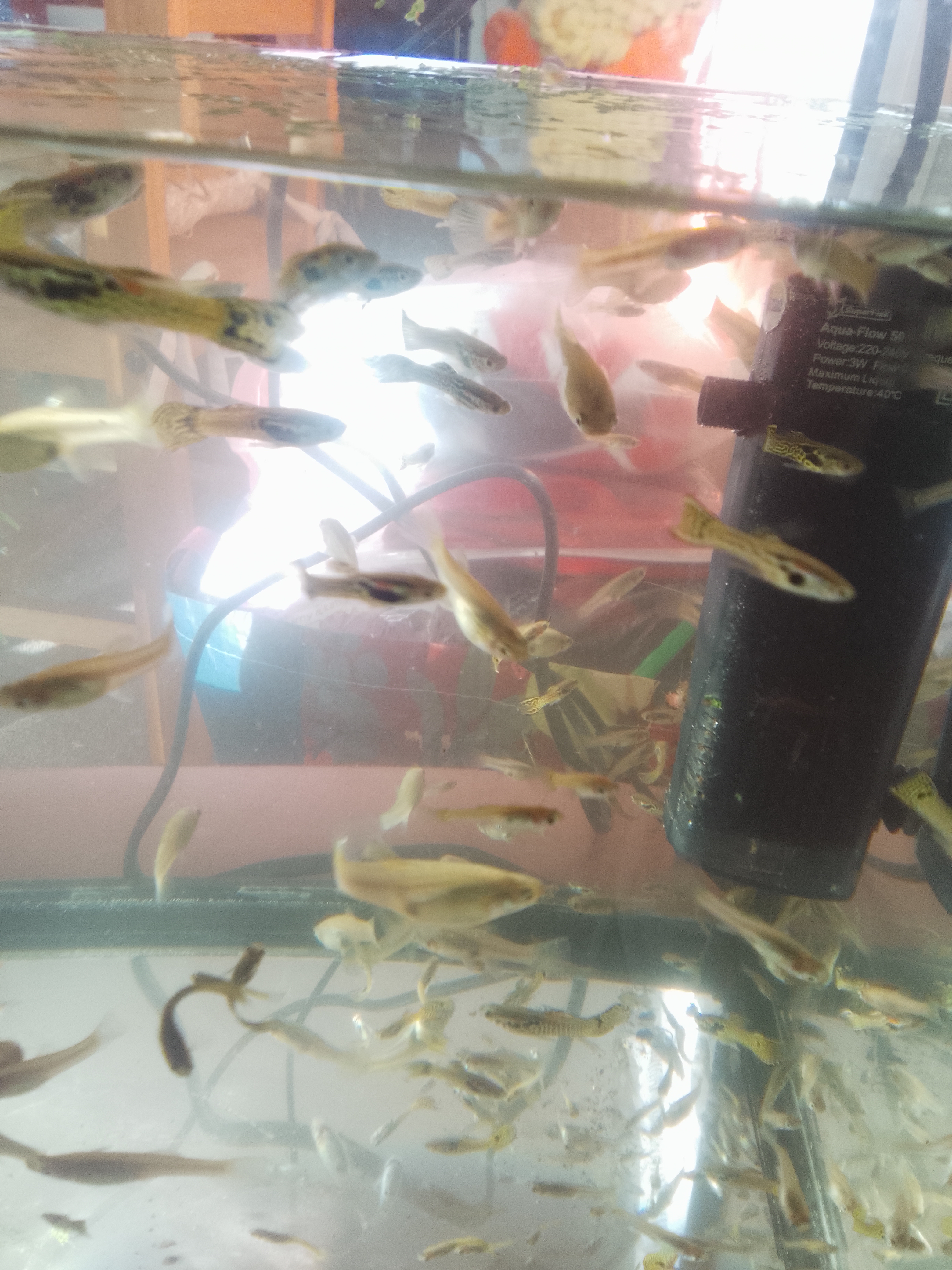 Fish for sale