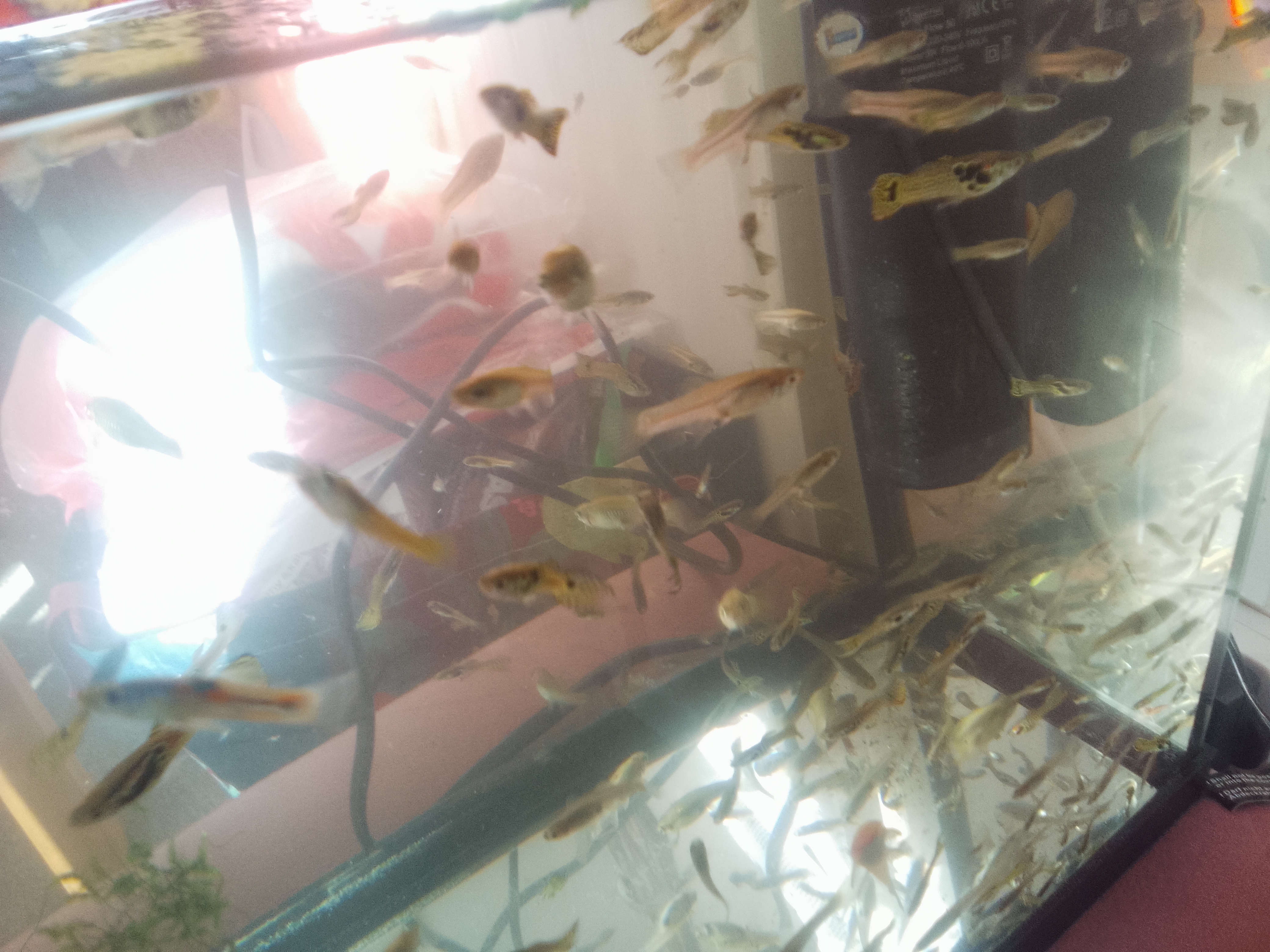 Fish for sale
