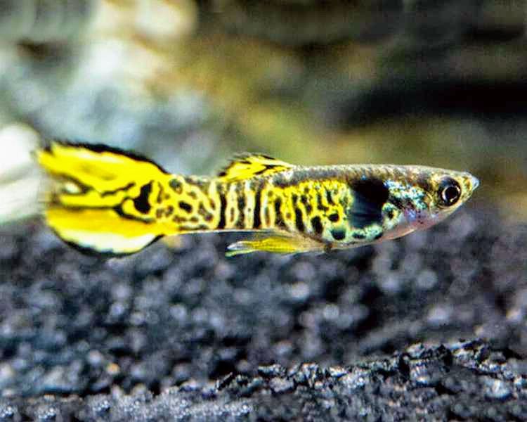 Fish for sale