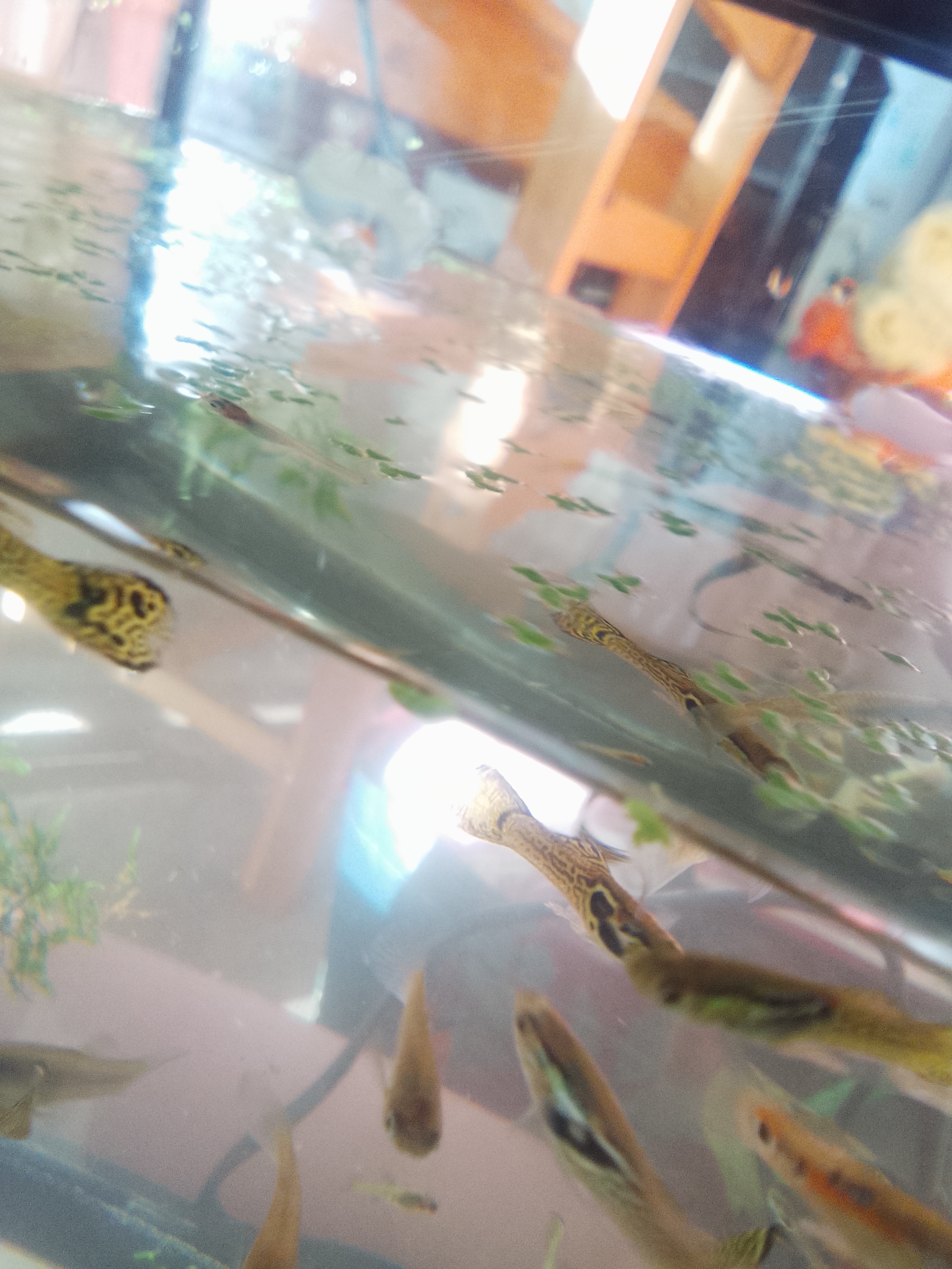 Fish for sale