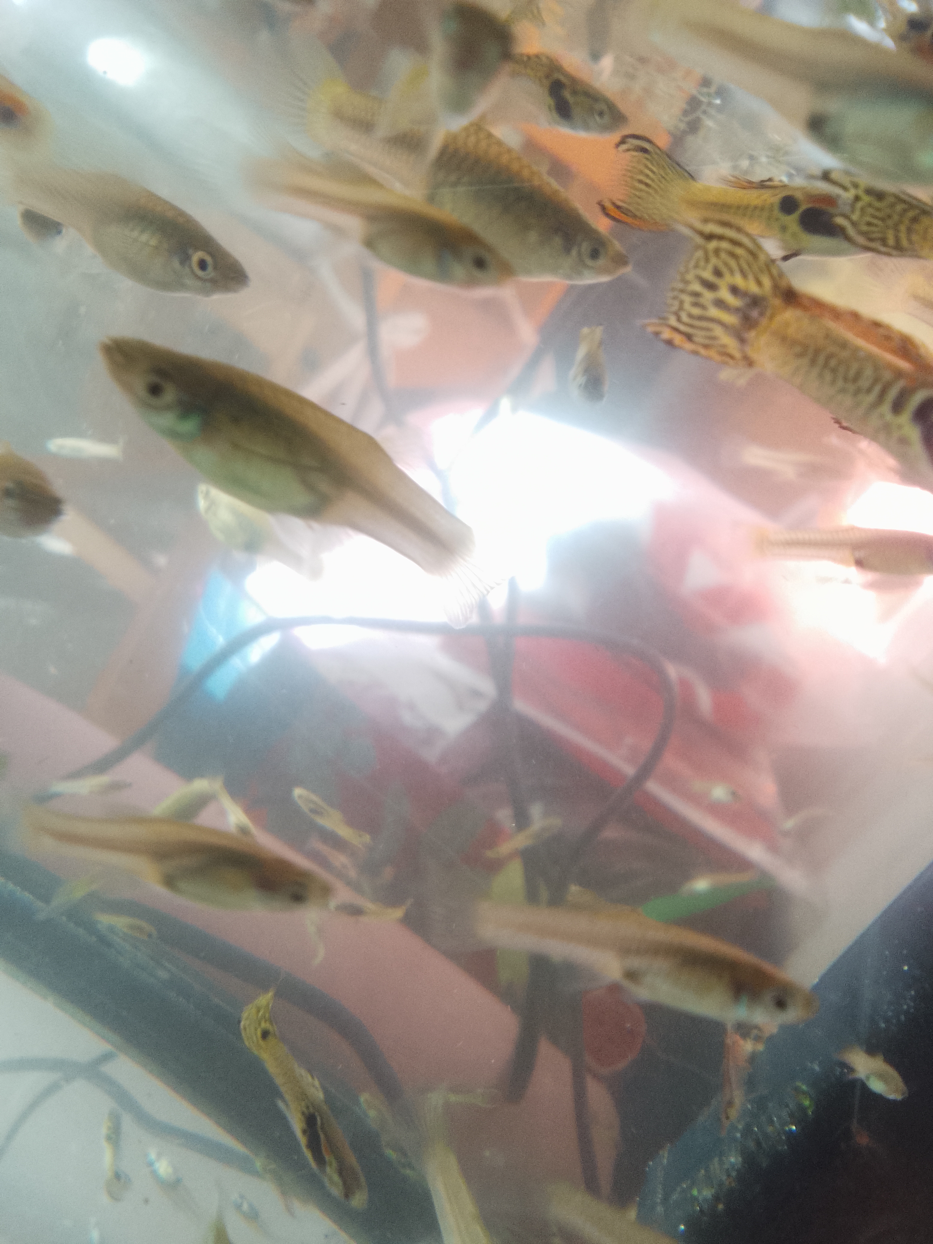 Fish for sale