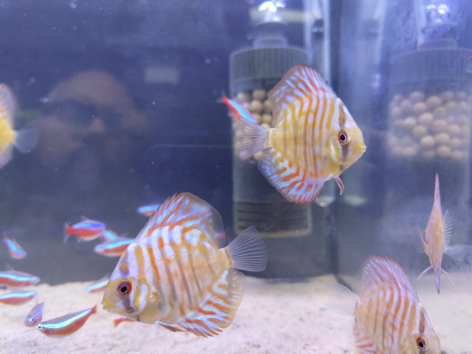 Golden Turquoise