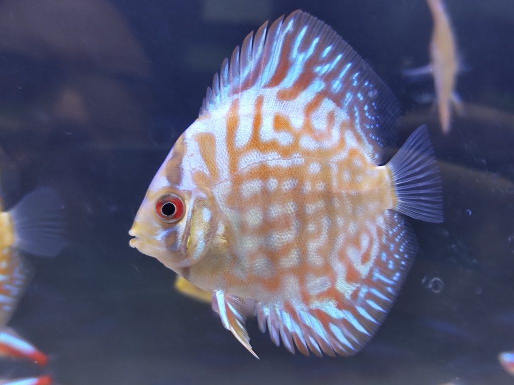 Golden Turquoise