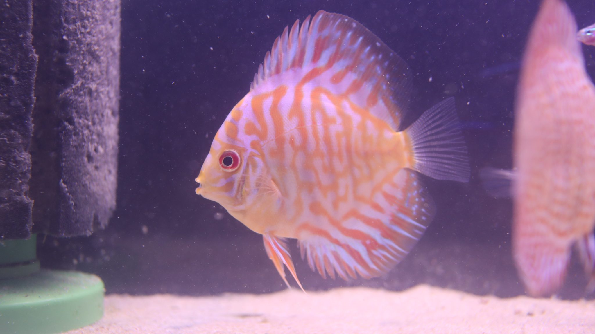 Golden Turquoise