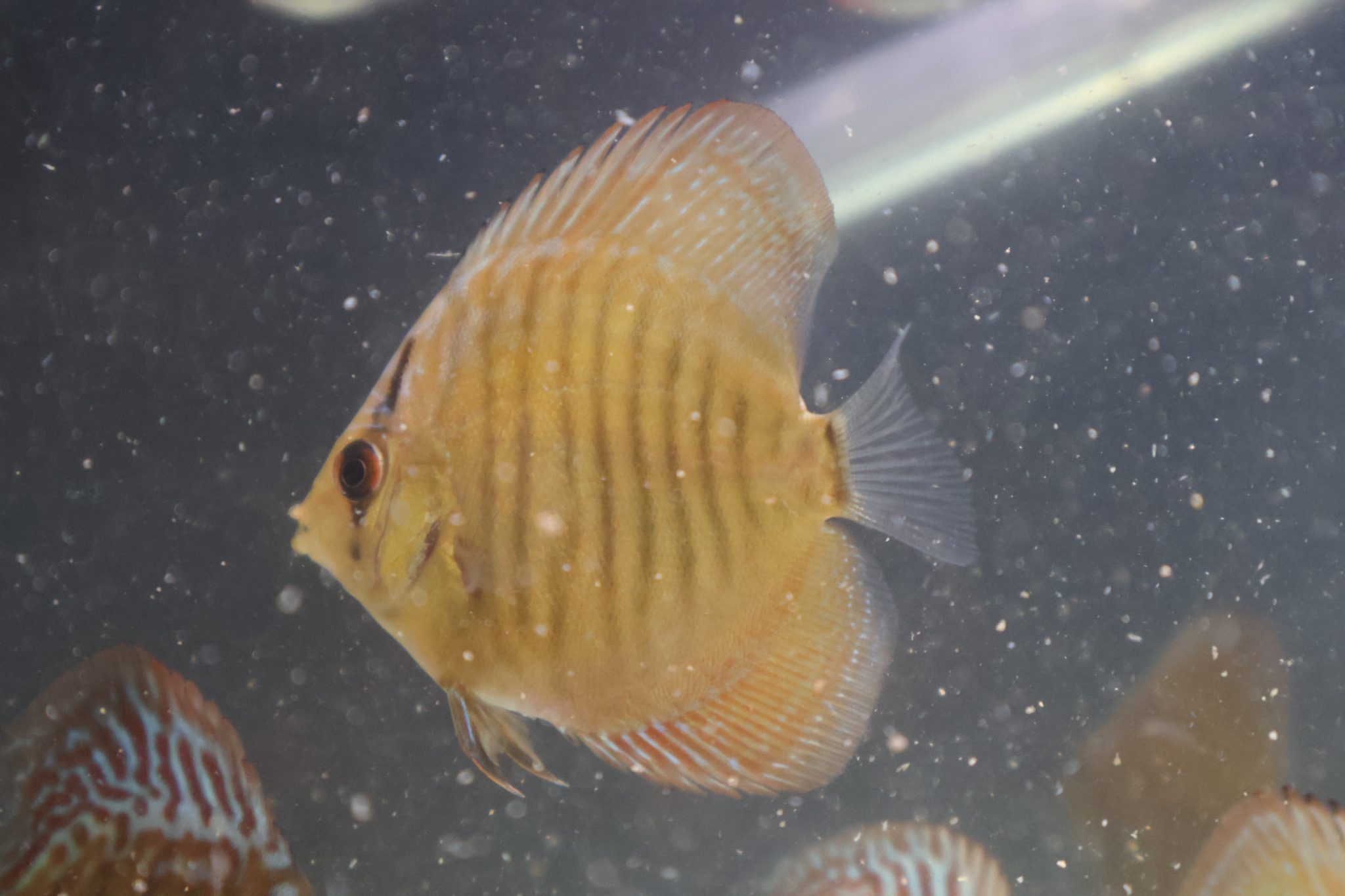 Eruption Discus