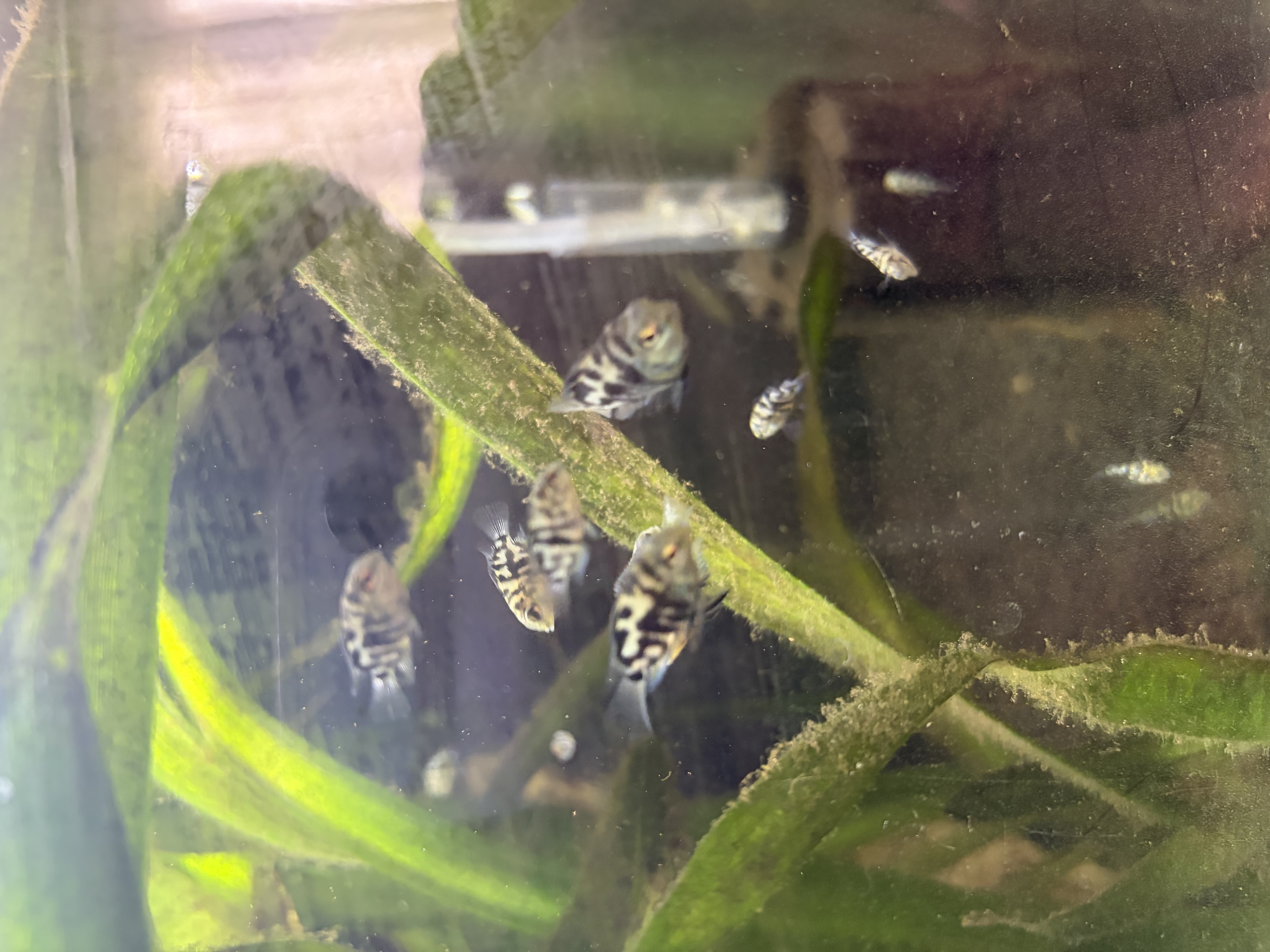 Blue Parrot Fish – various sizes available