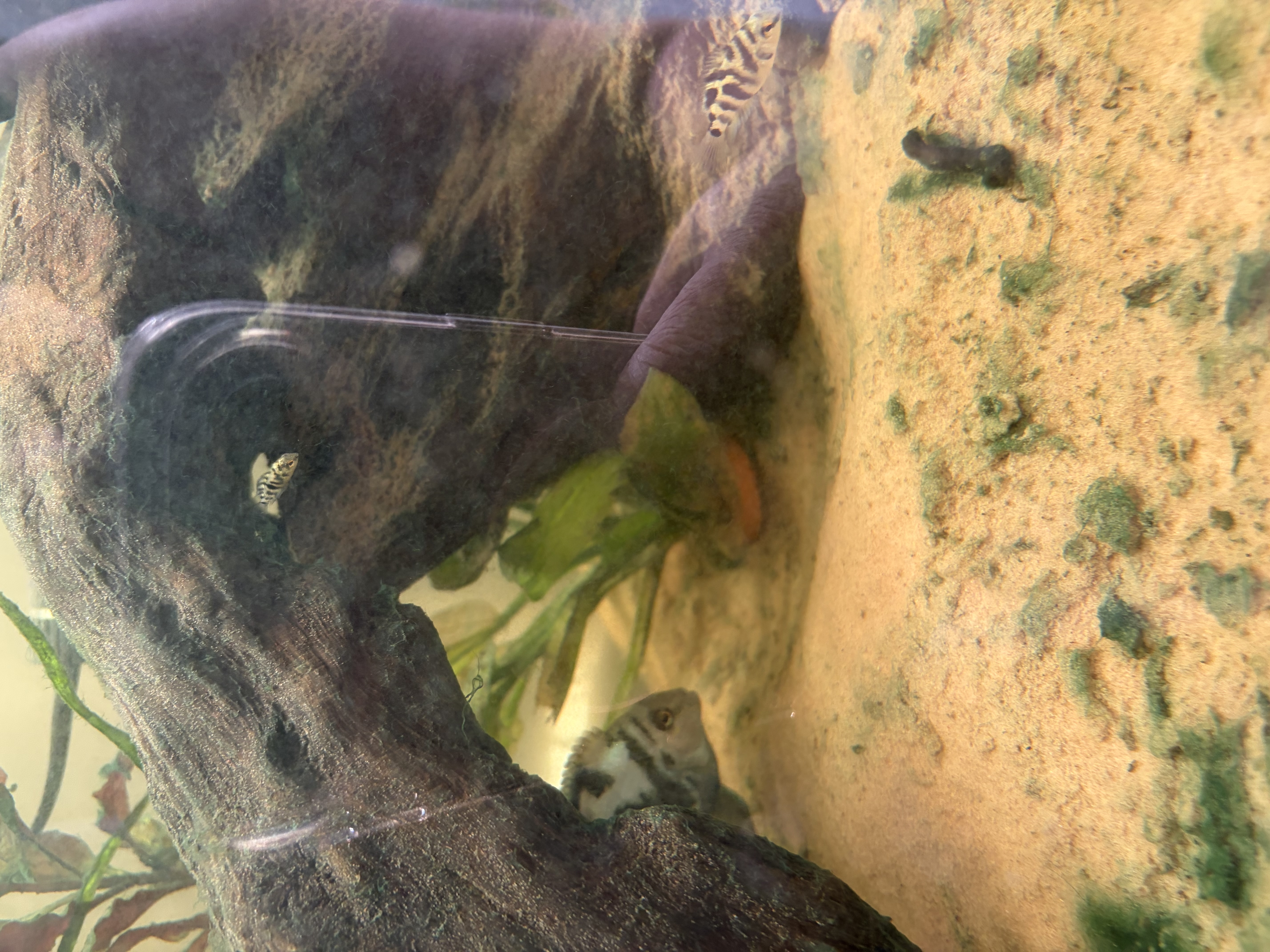 Blue Parrot Fish – various sizes available