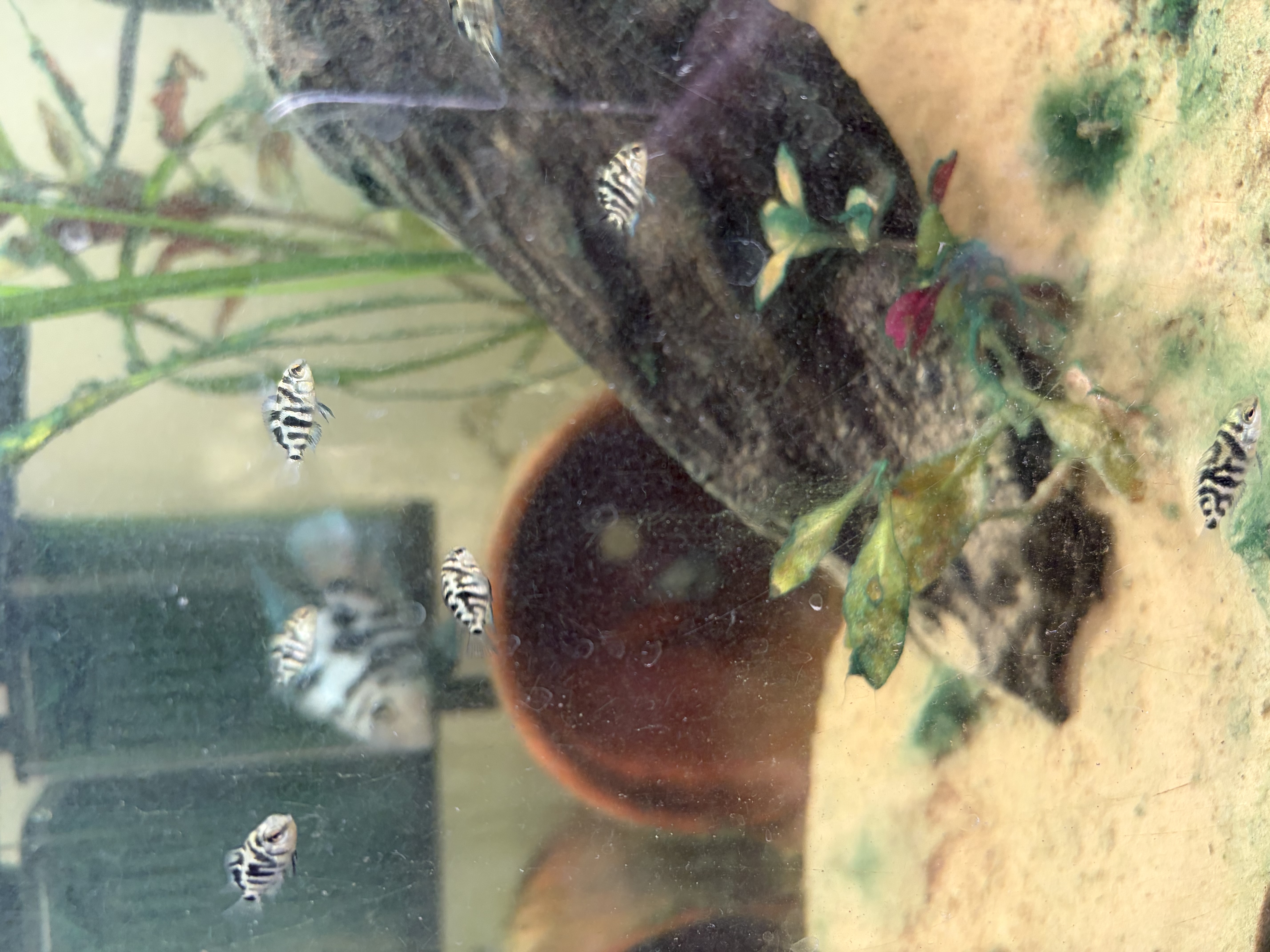 Blue Parrot Fish – various sizes available