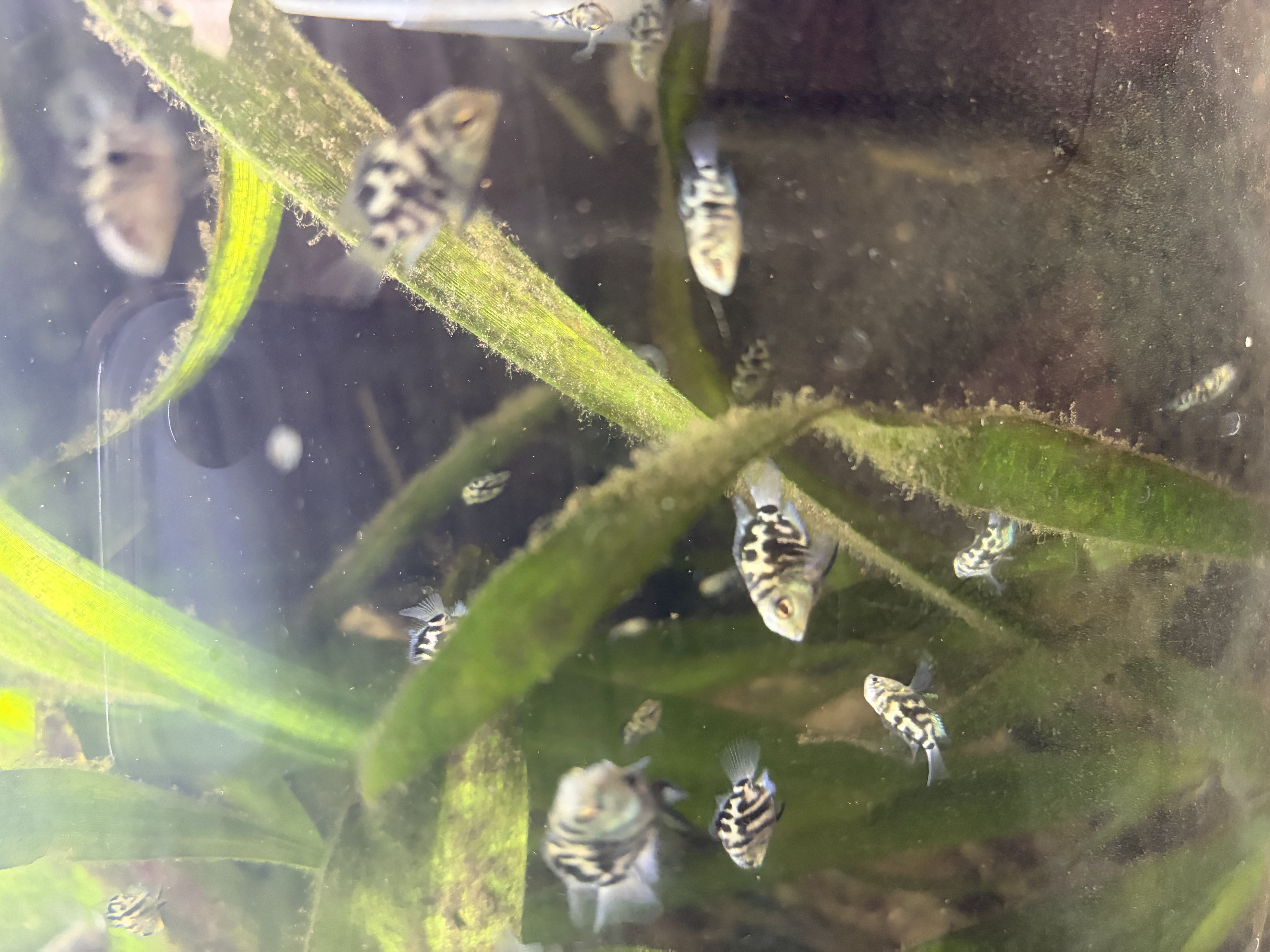 Blue Parrot Fish – various sizes available