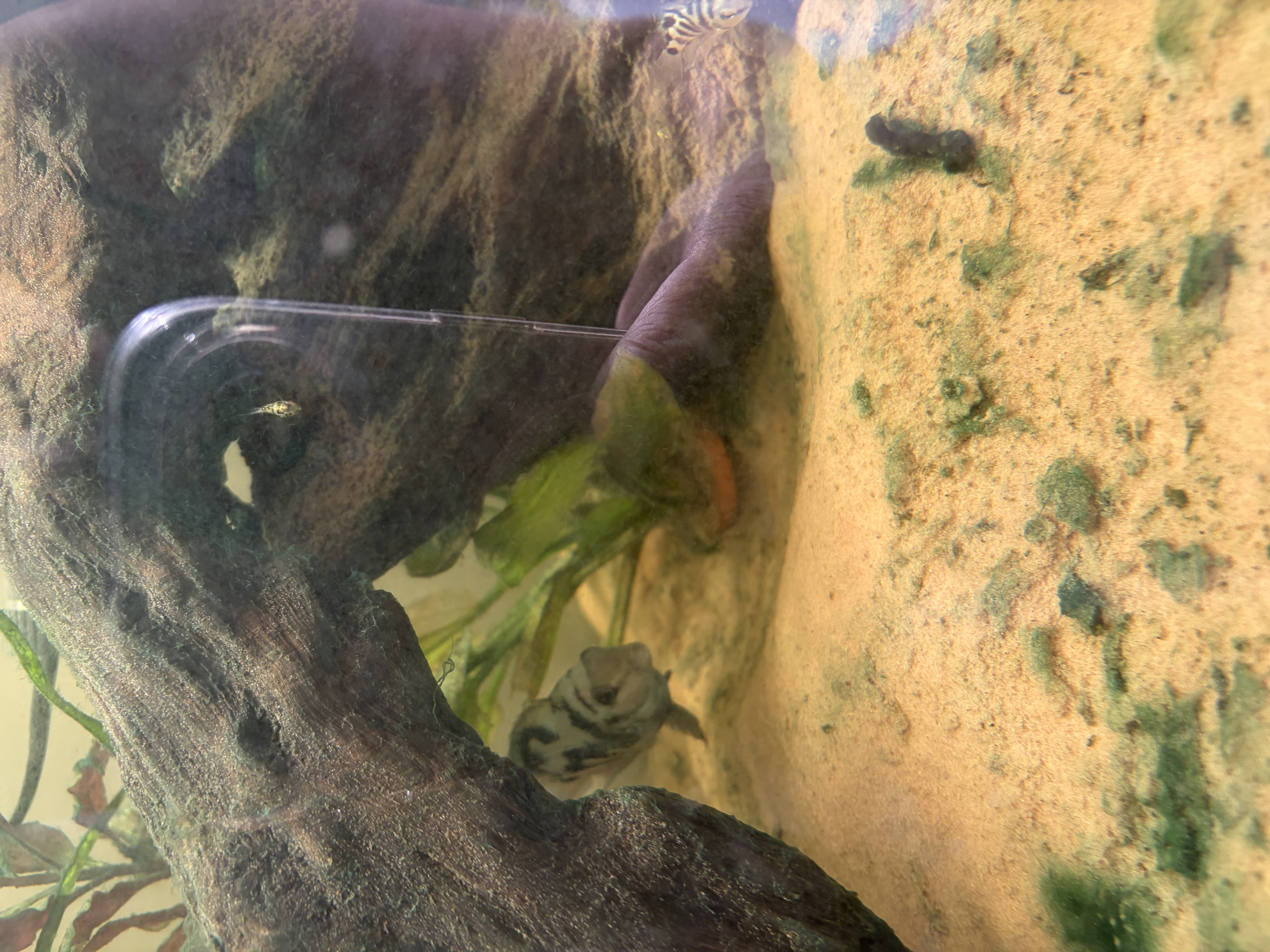Blue Parrot Fish – various sizes available