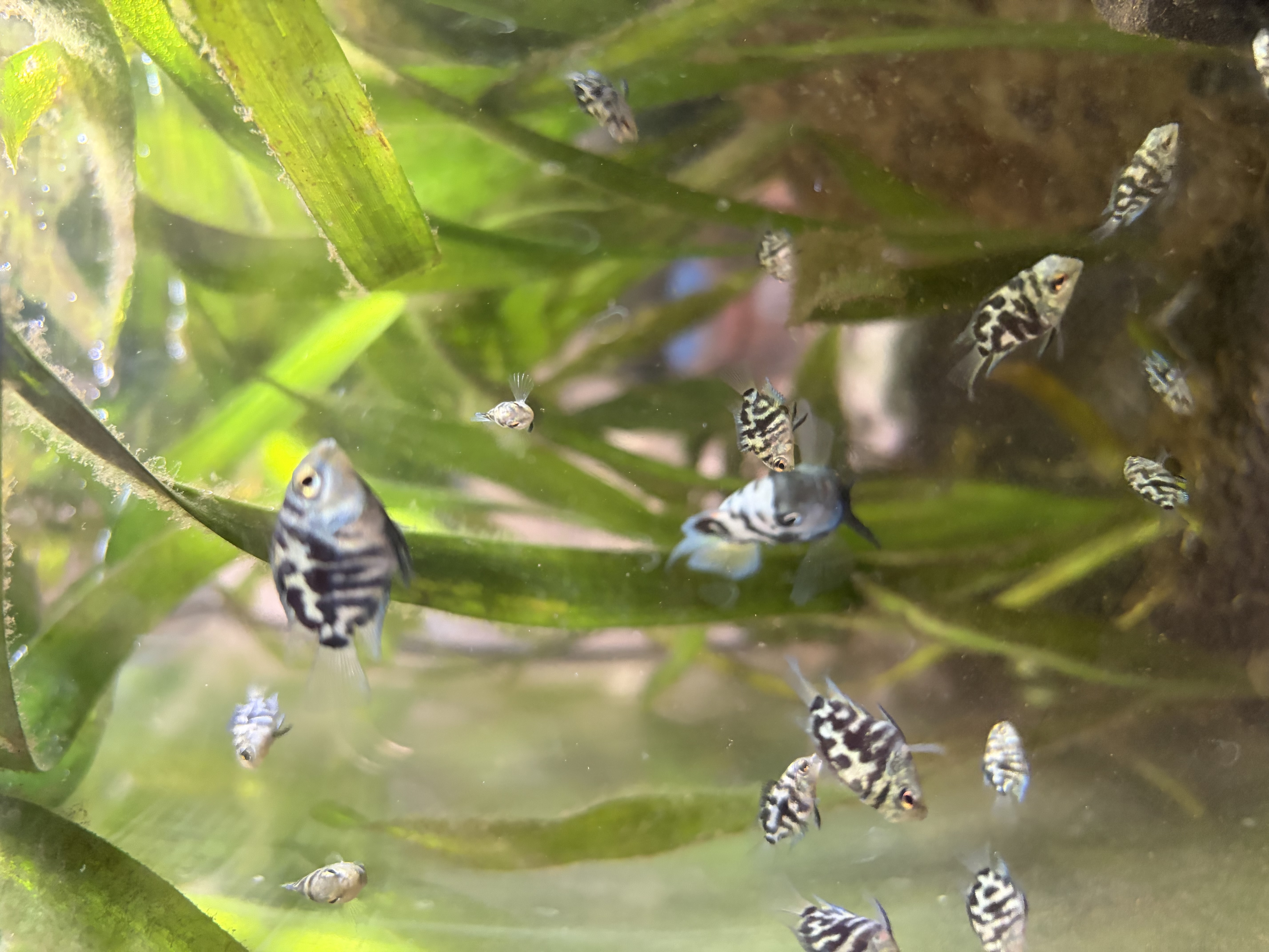 Blue Parrot Fish – various sizes available
