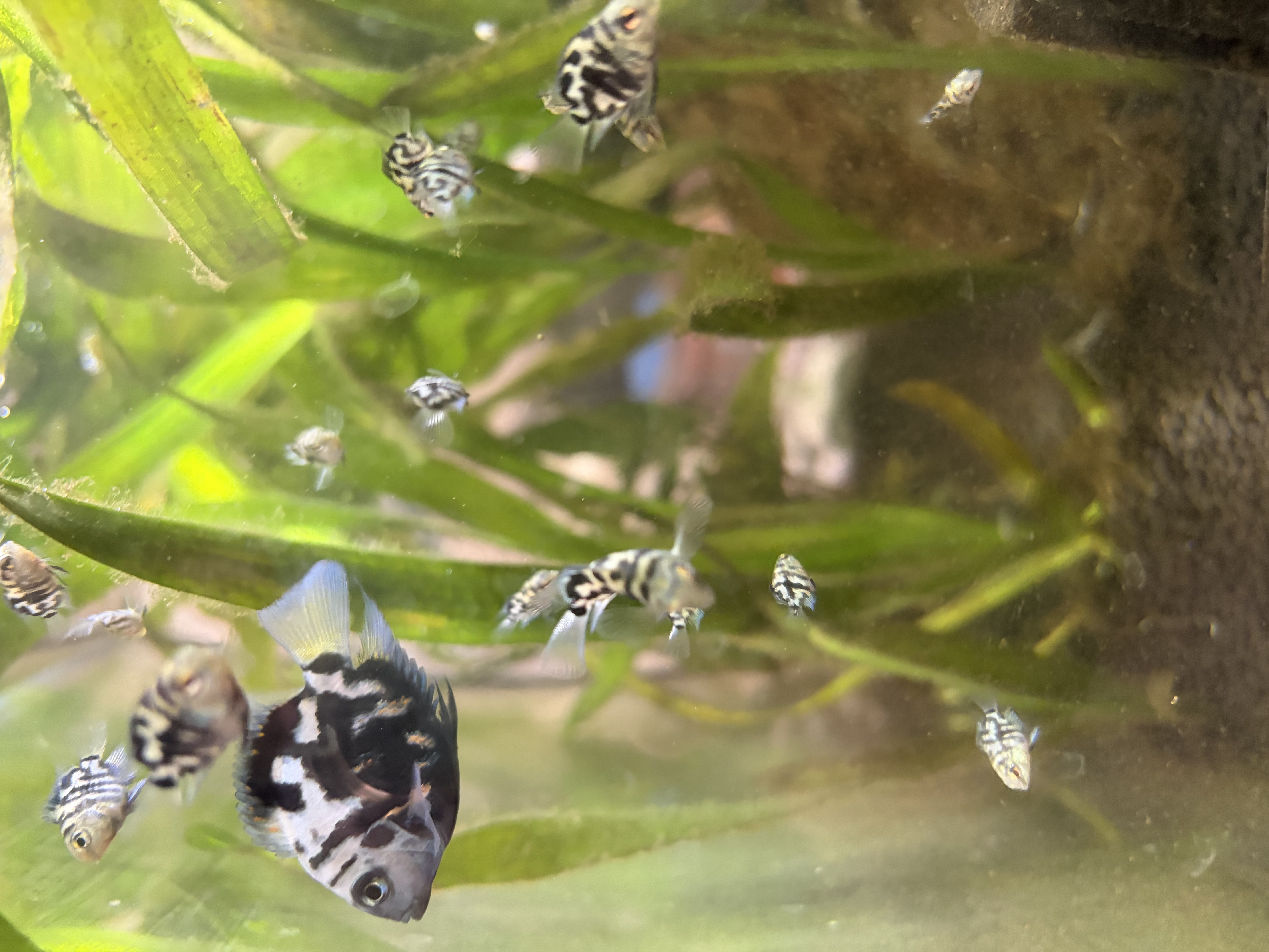 Blue Parrot Fish – various sizes available